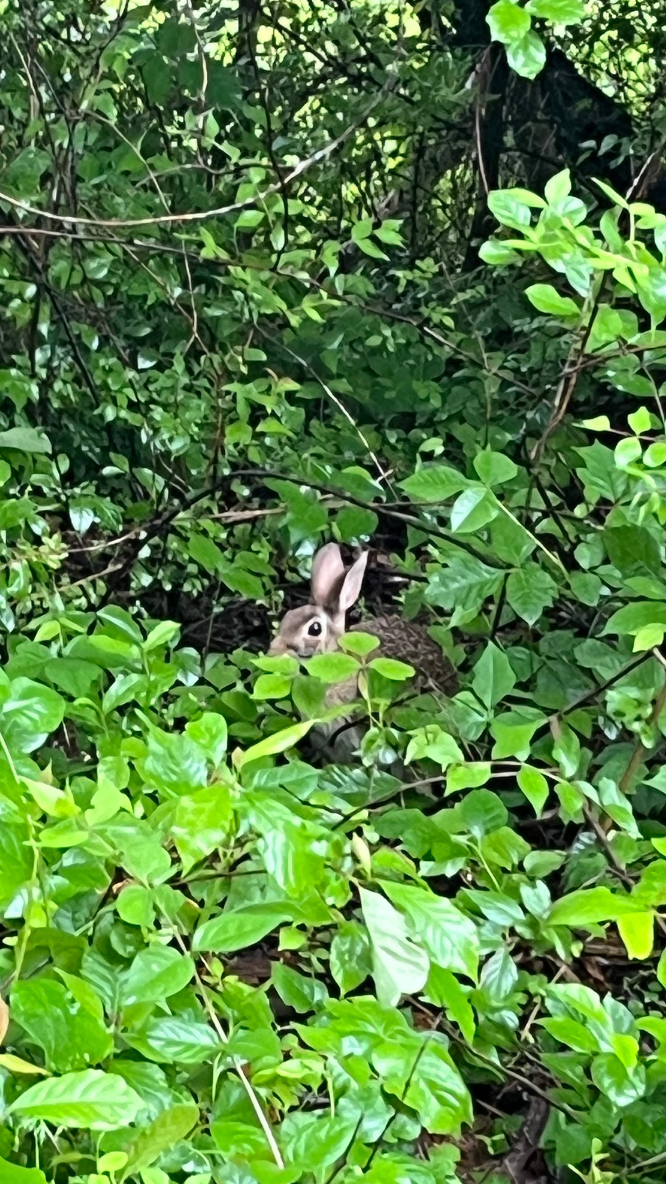 A brave and curious rabbit