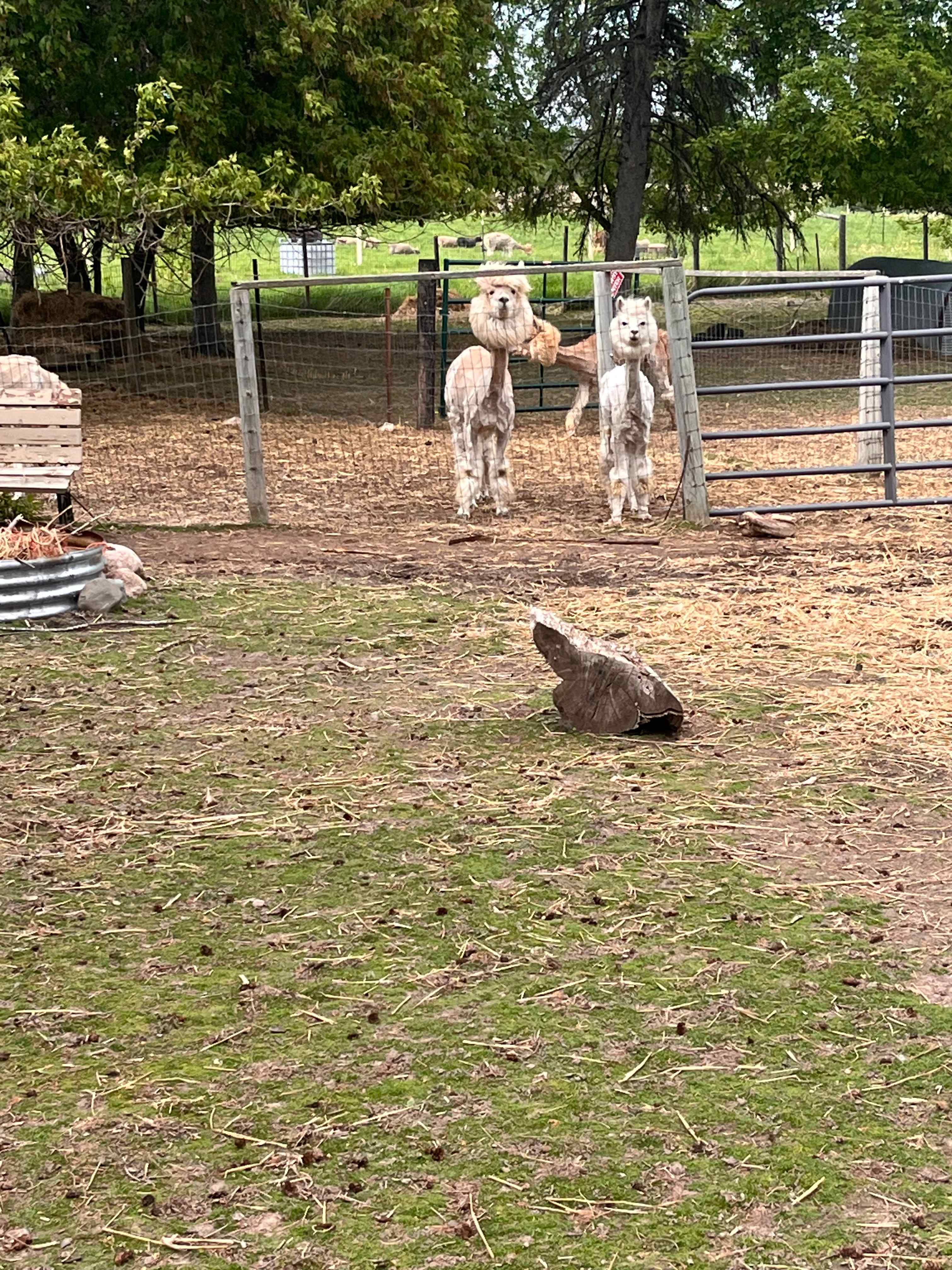 Evergreen Oasis Farm