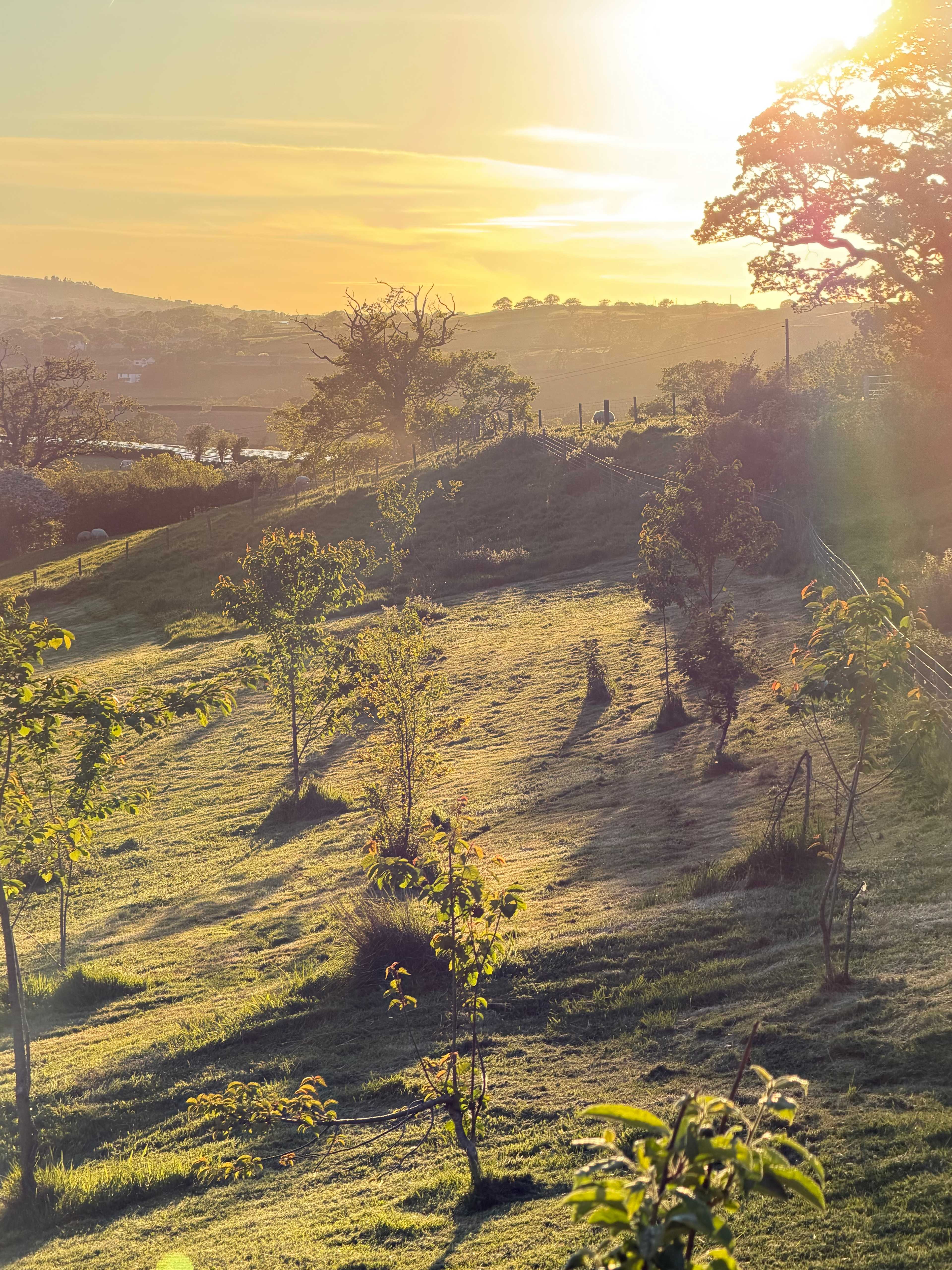 Hollow Oak Glamping