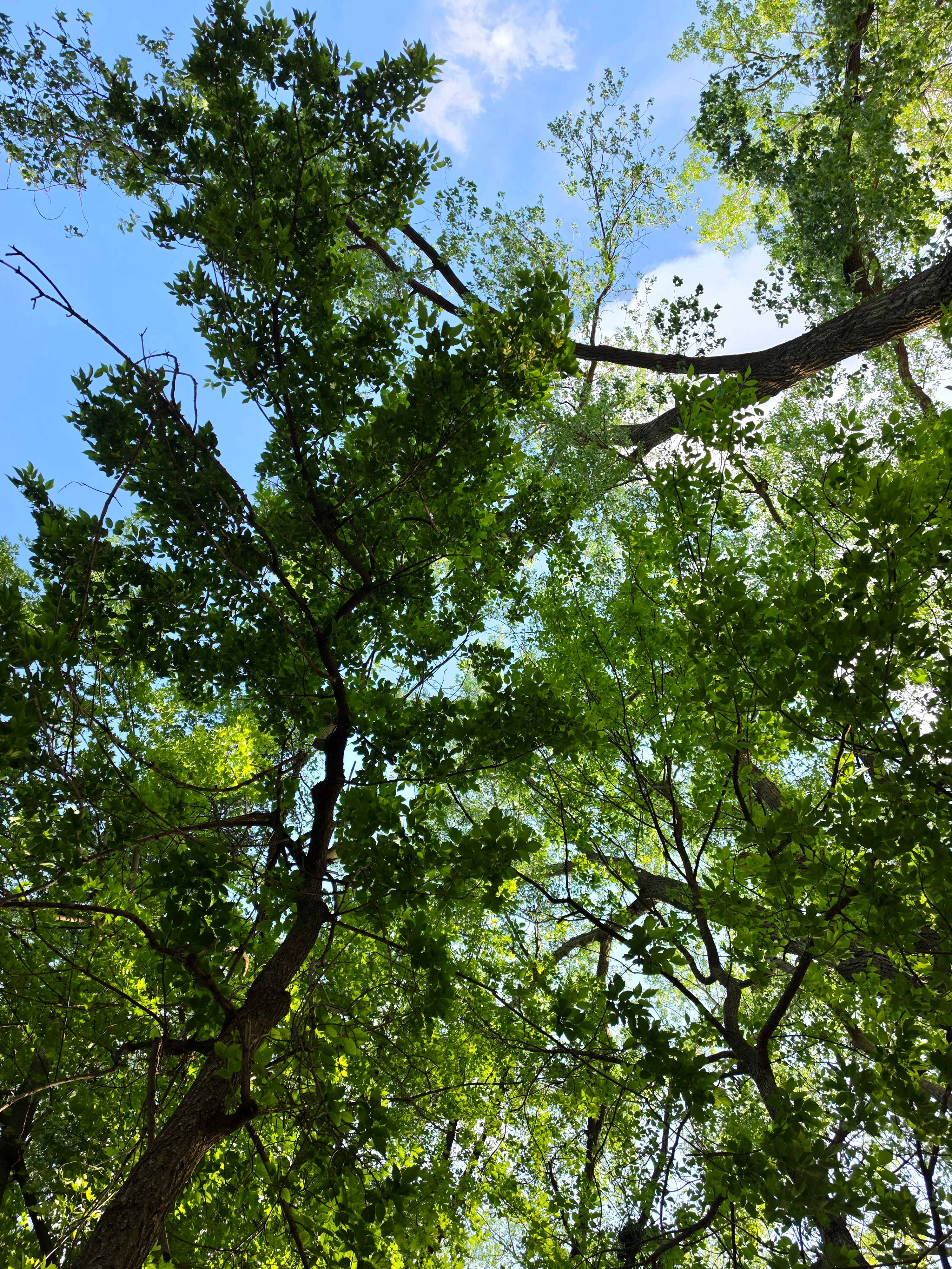 Tree Canopy at the Blue Cabin