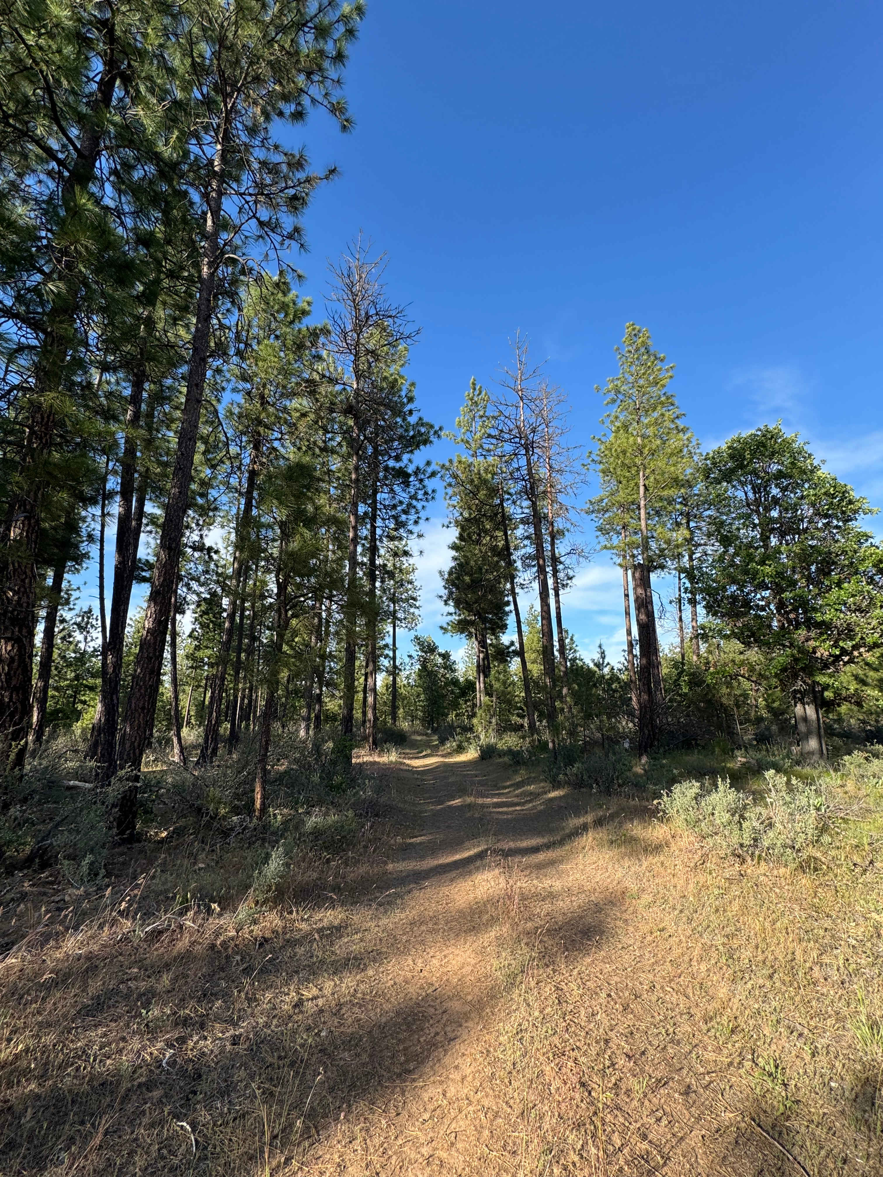 Starlit Glamping LLC