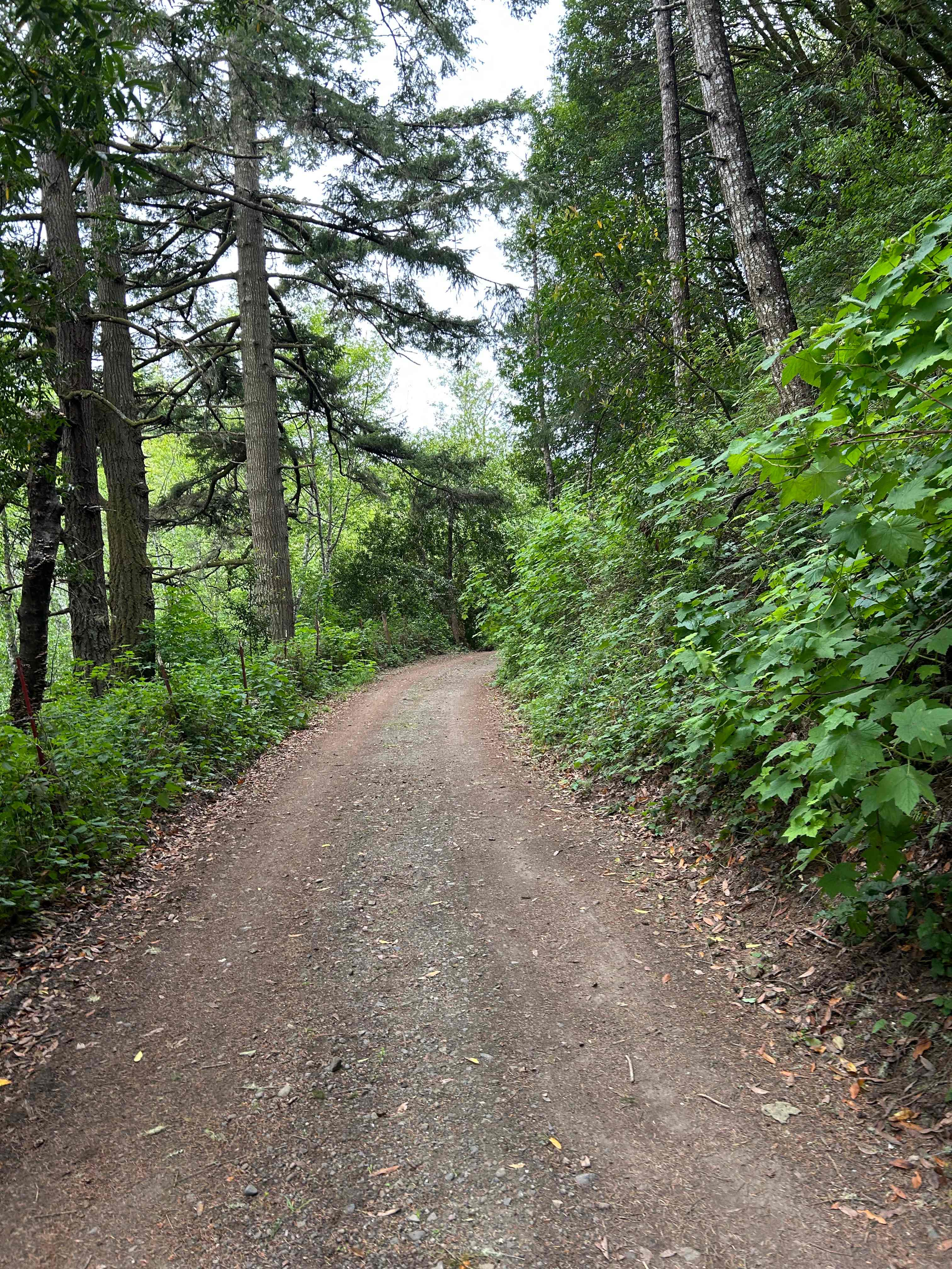 Road to site.
