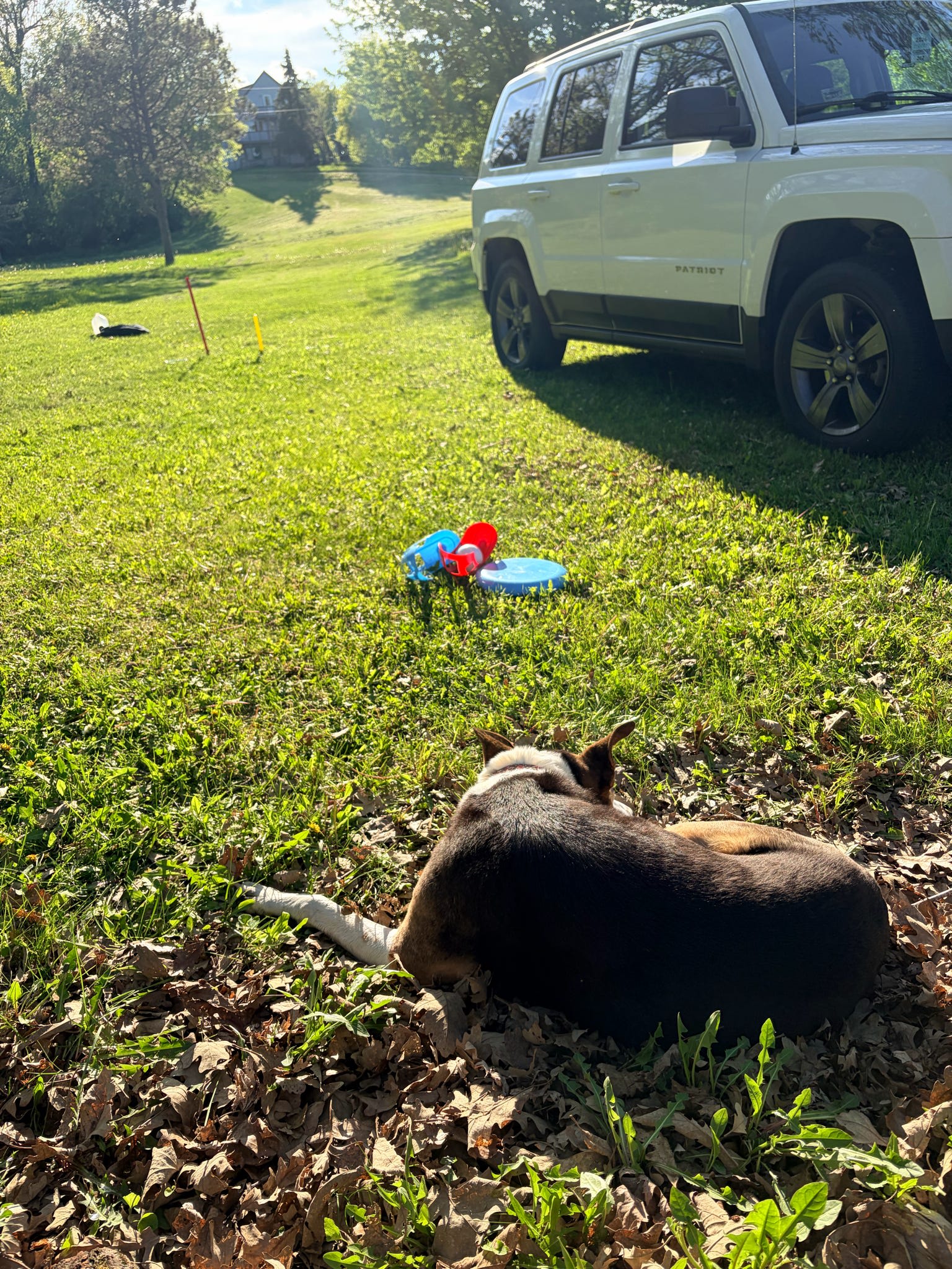dog