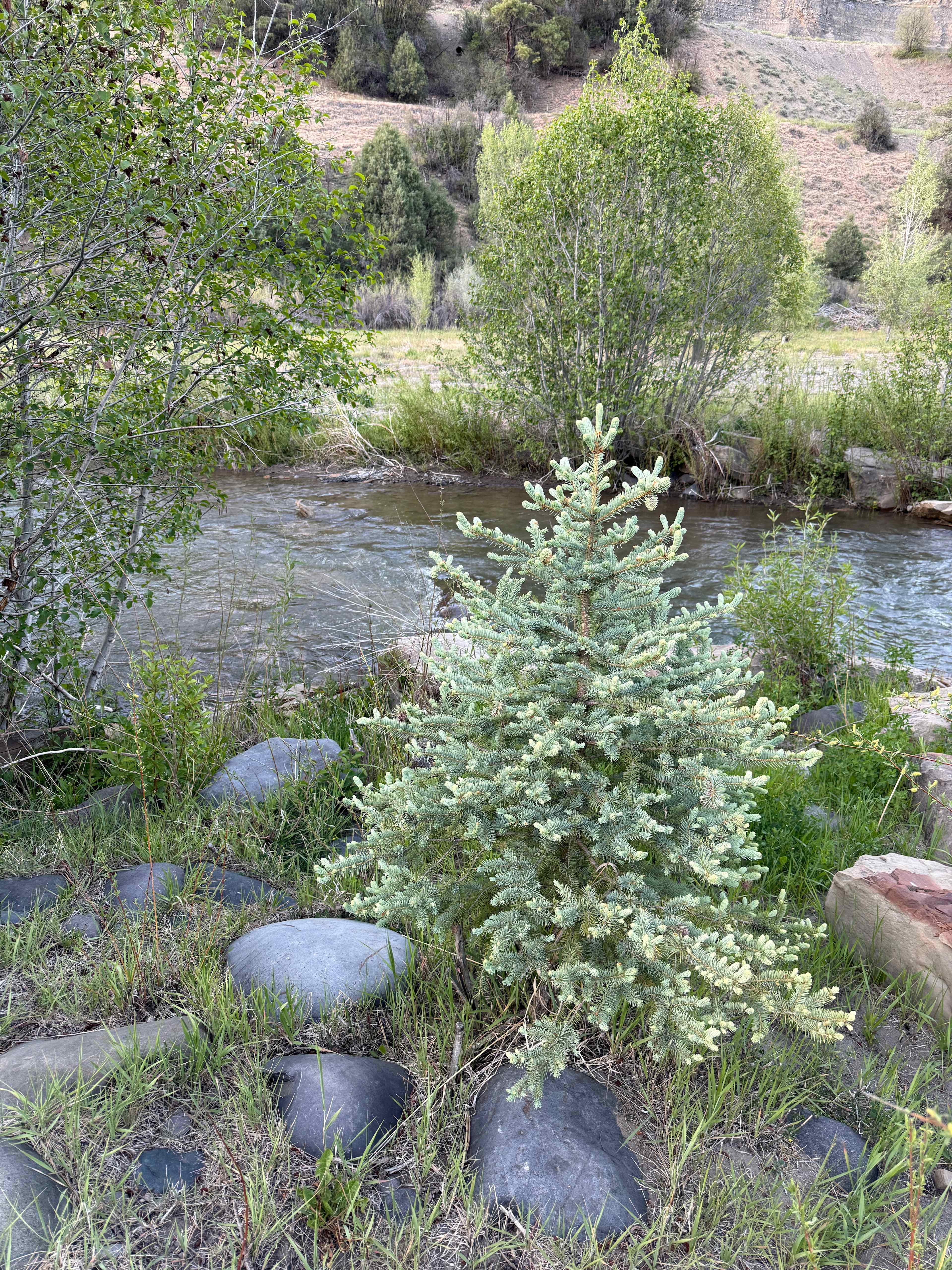 Picture of the site