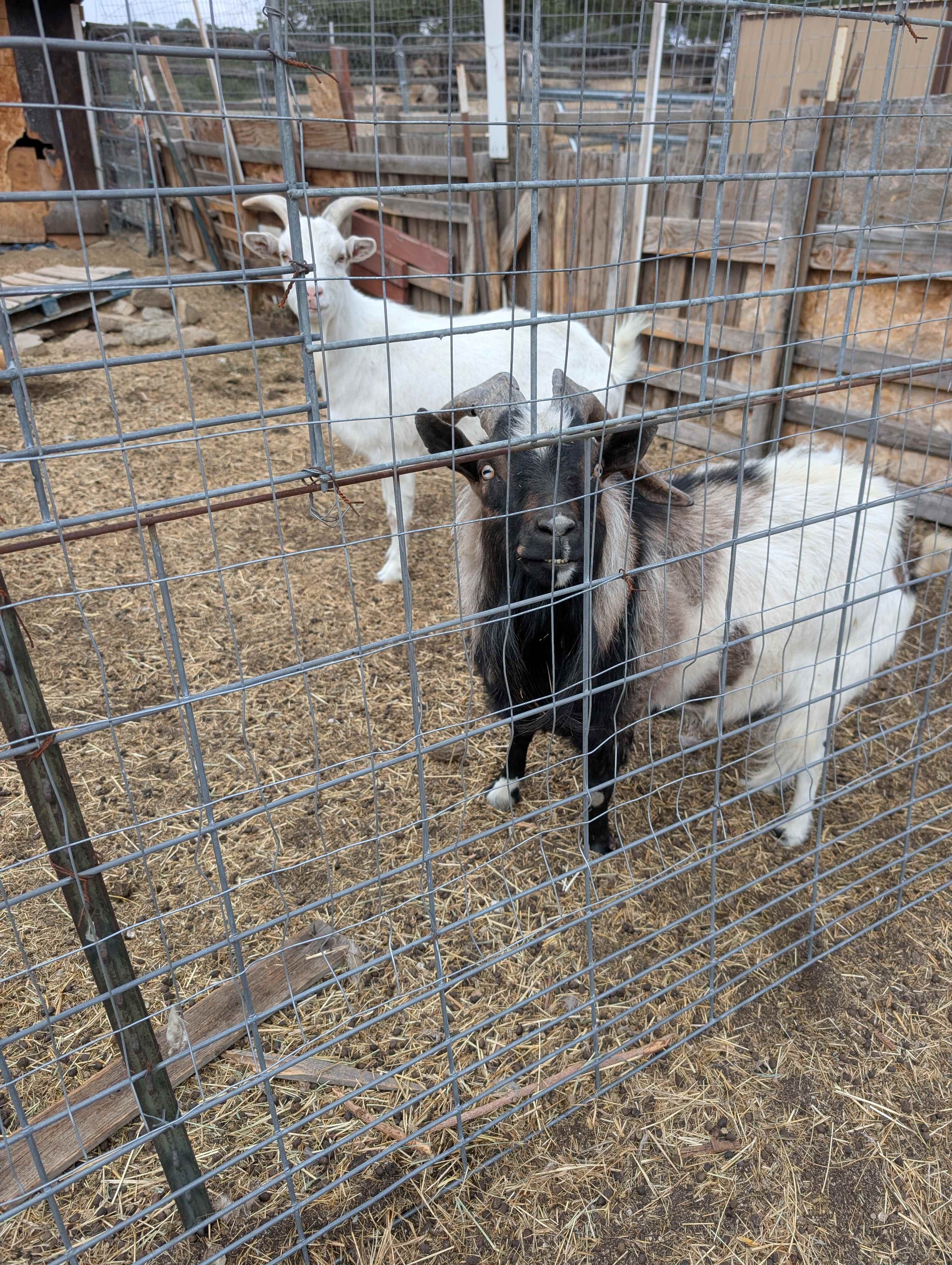 Shanahan Goat Ranch