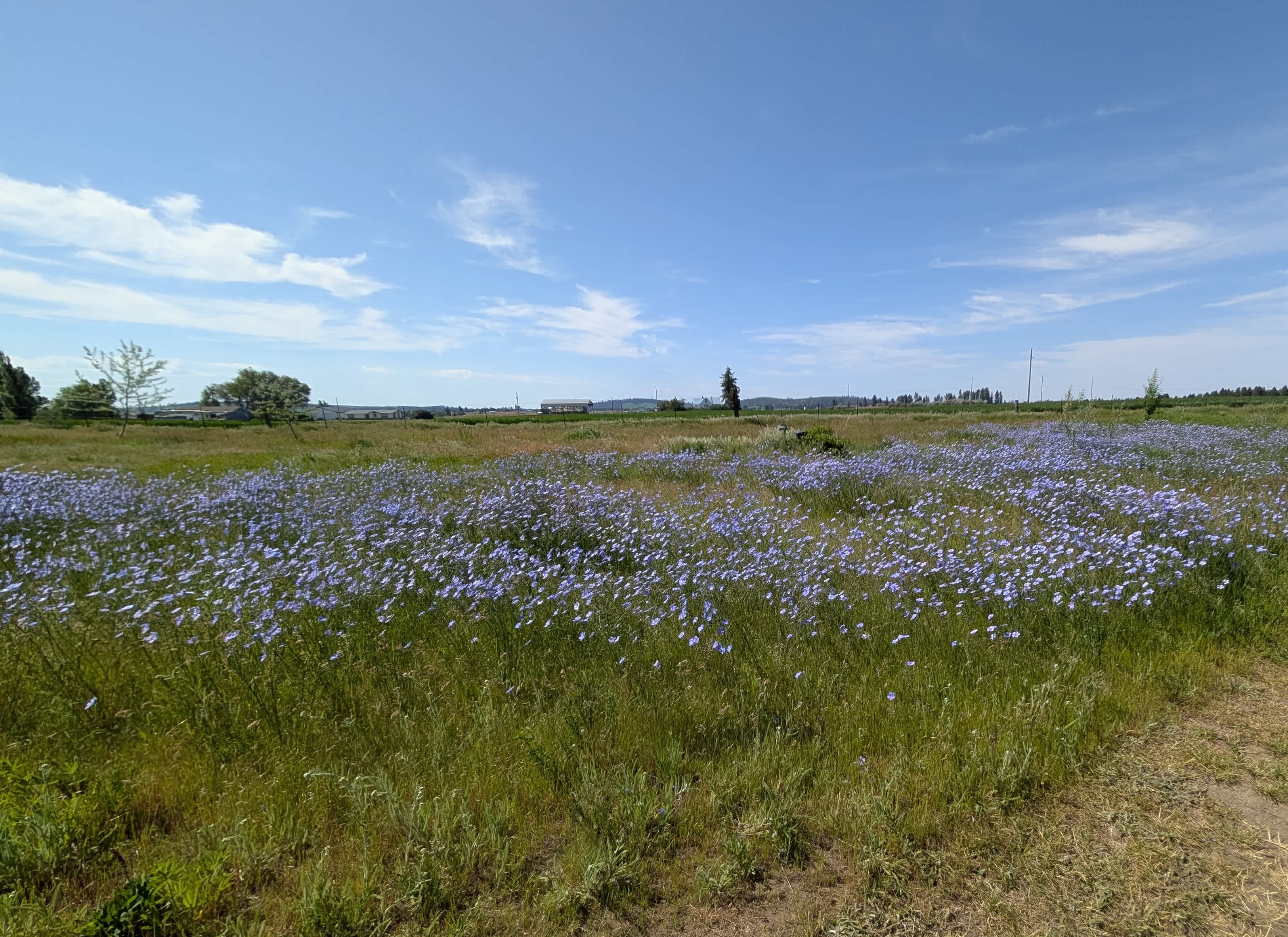 Blue flax surrounded our site