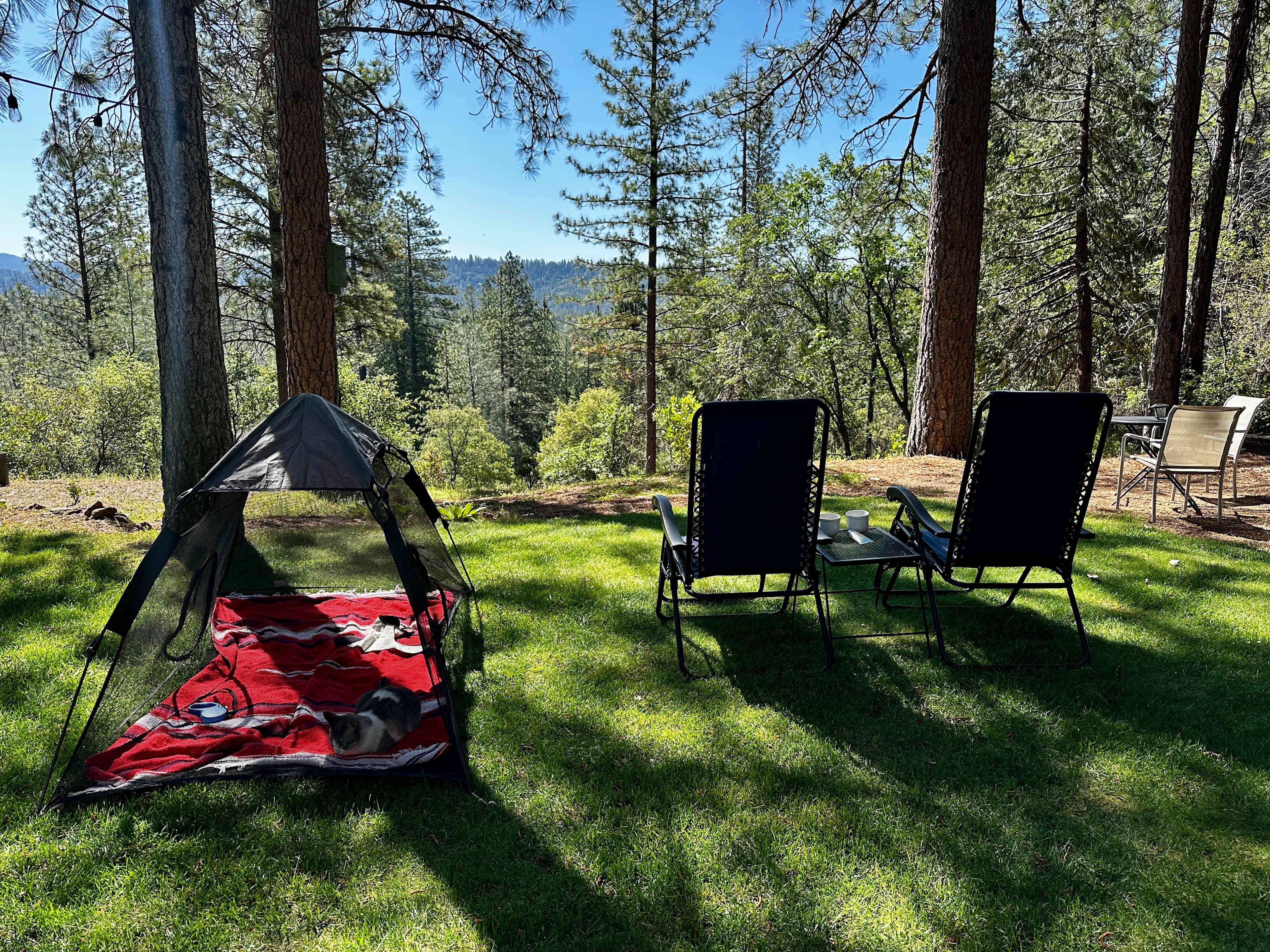 Peace in the Pines