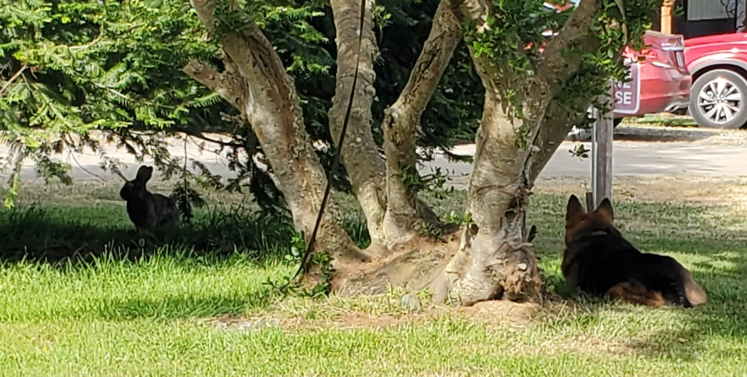 Rabbit Watching ...