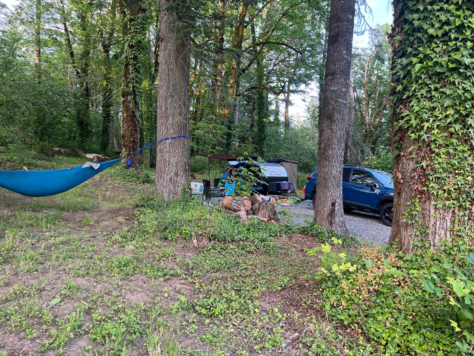 trees just perfect for a hammock