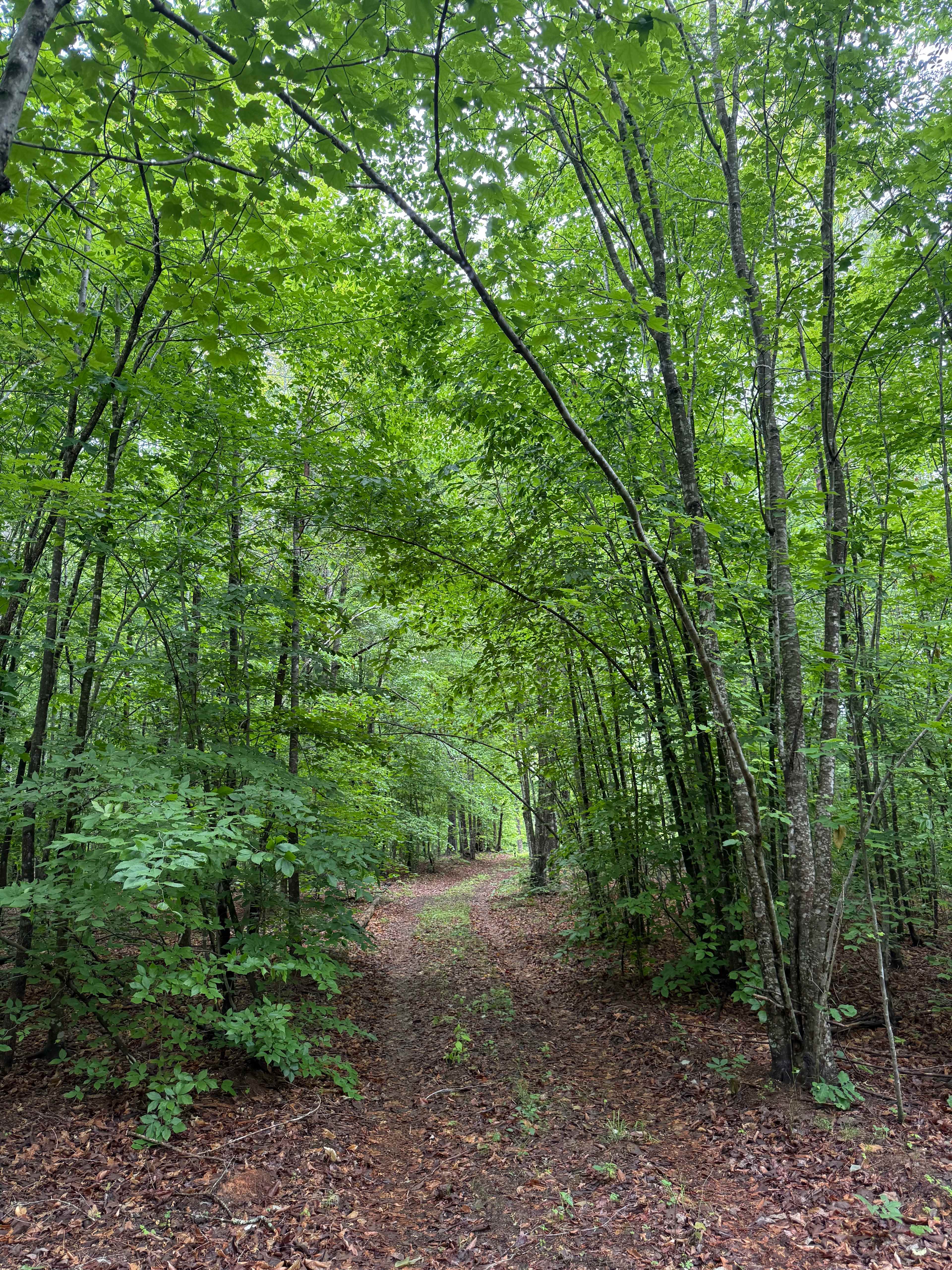 The Forest Sanctuary