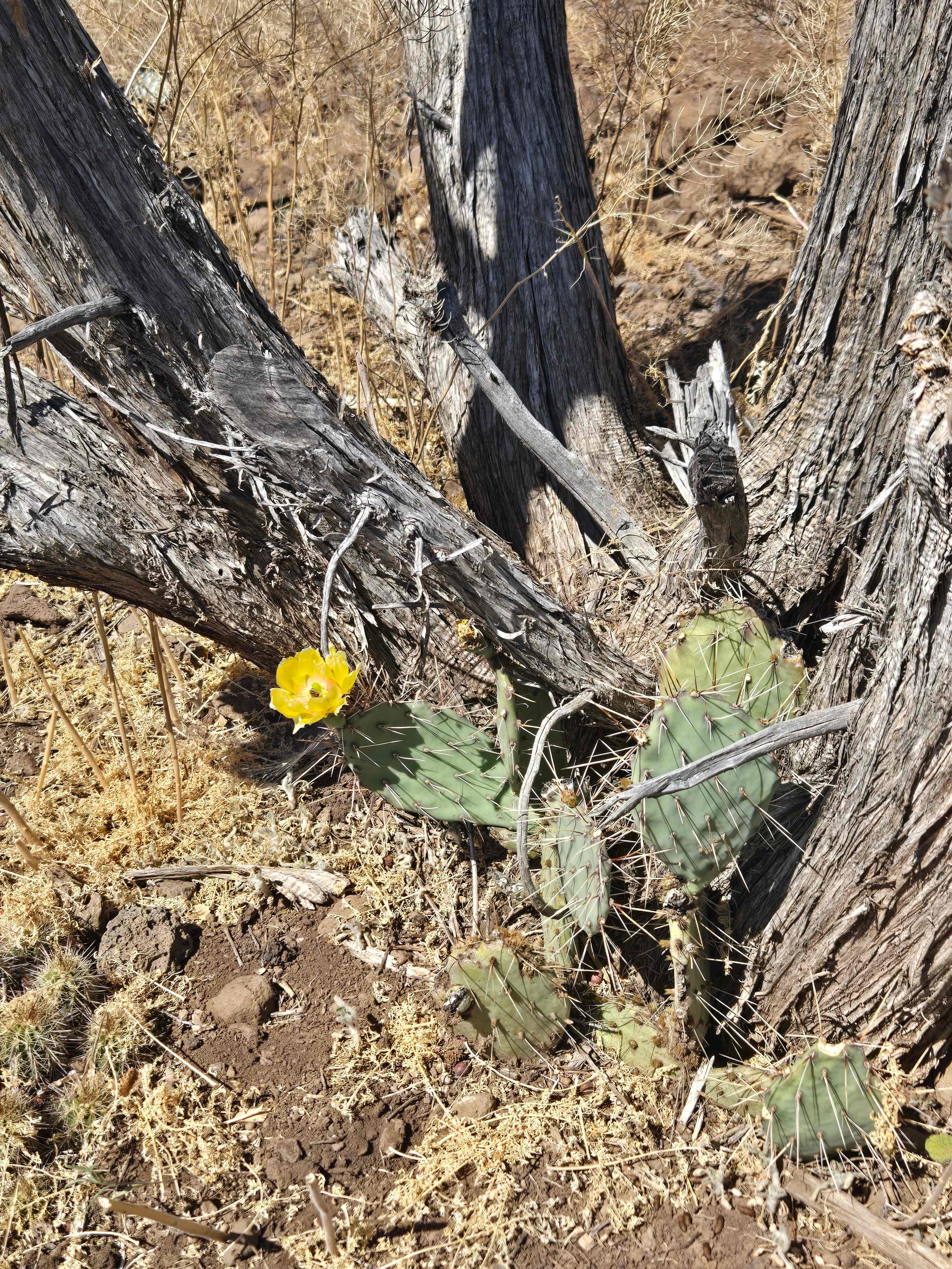 Prickly Pear blossom