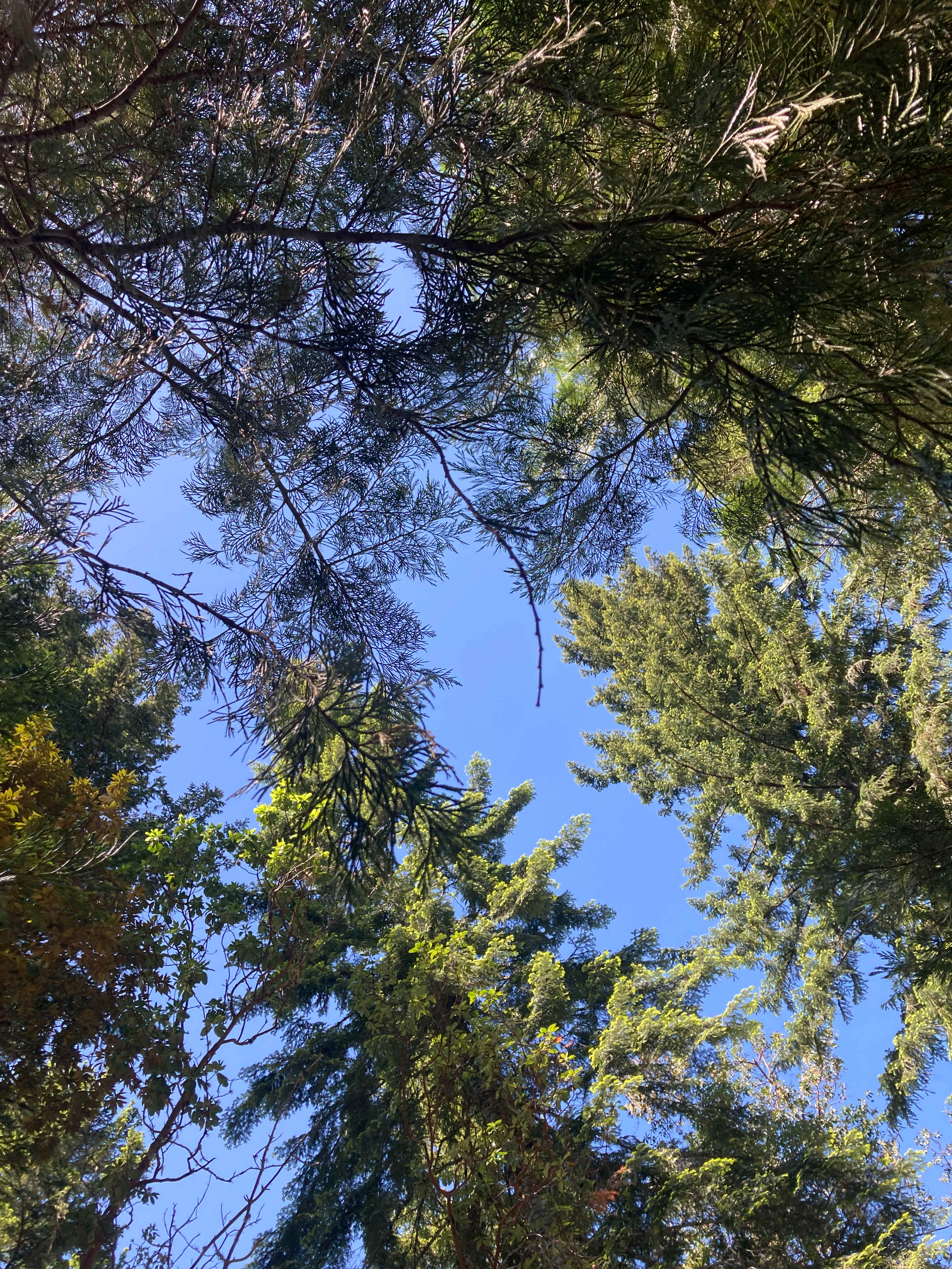 Pacific blue skies