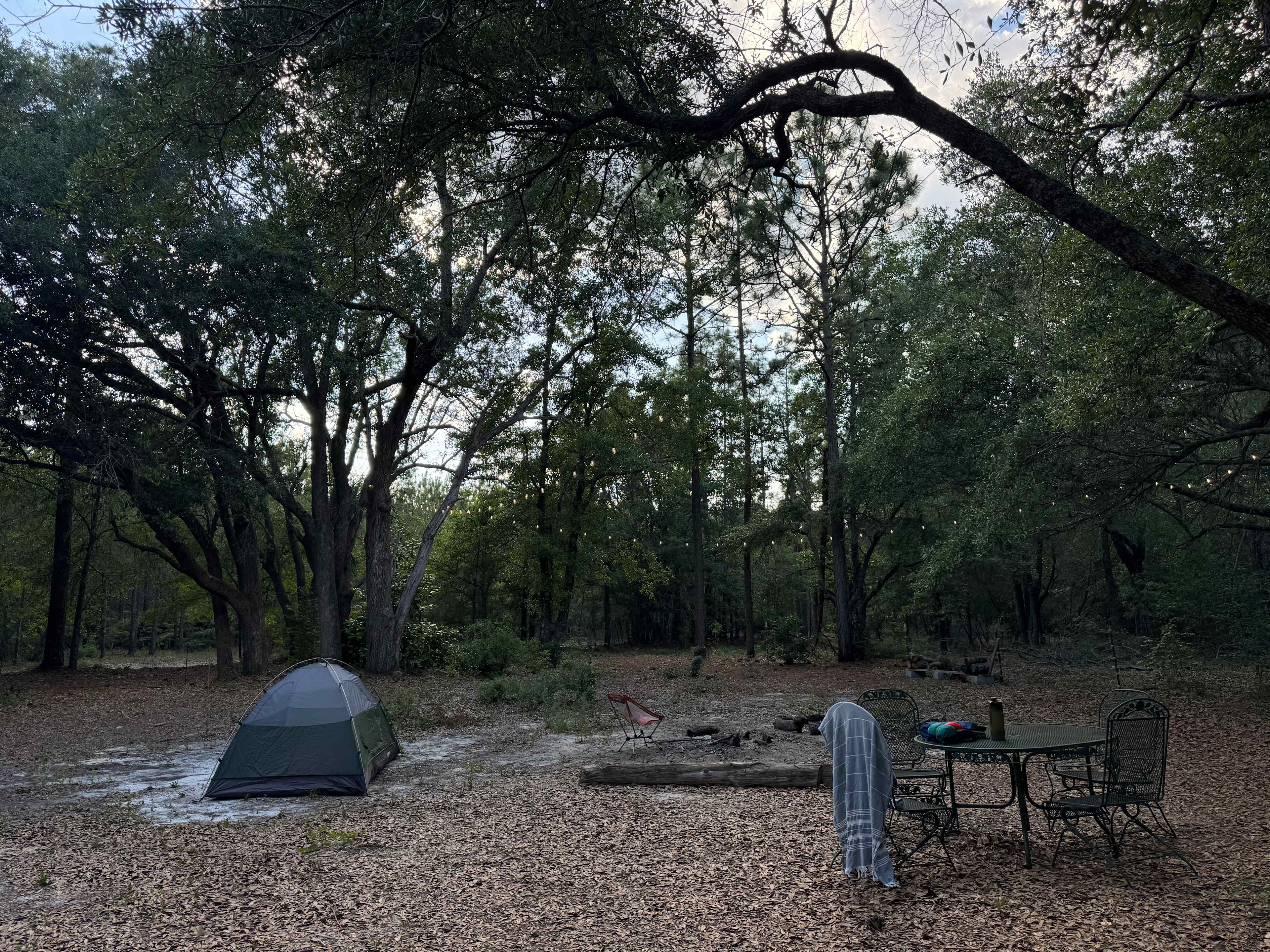 Too Many Oaks Plantation