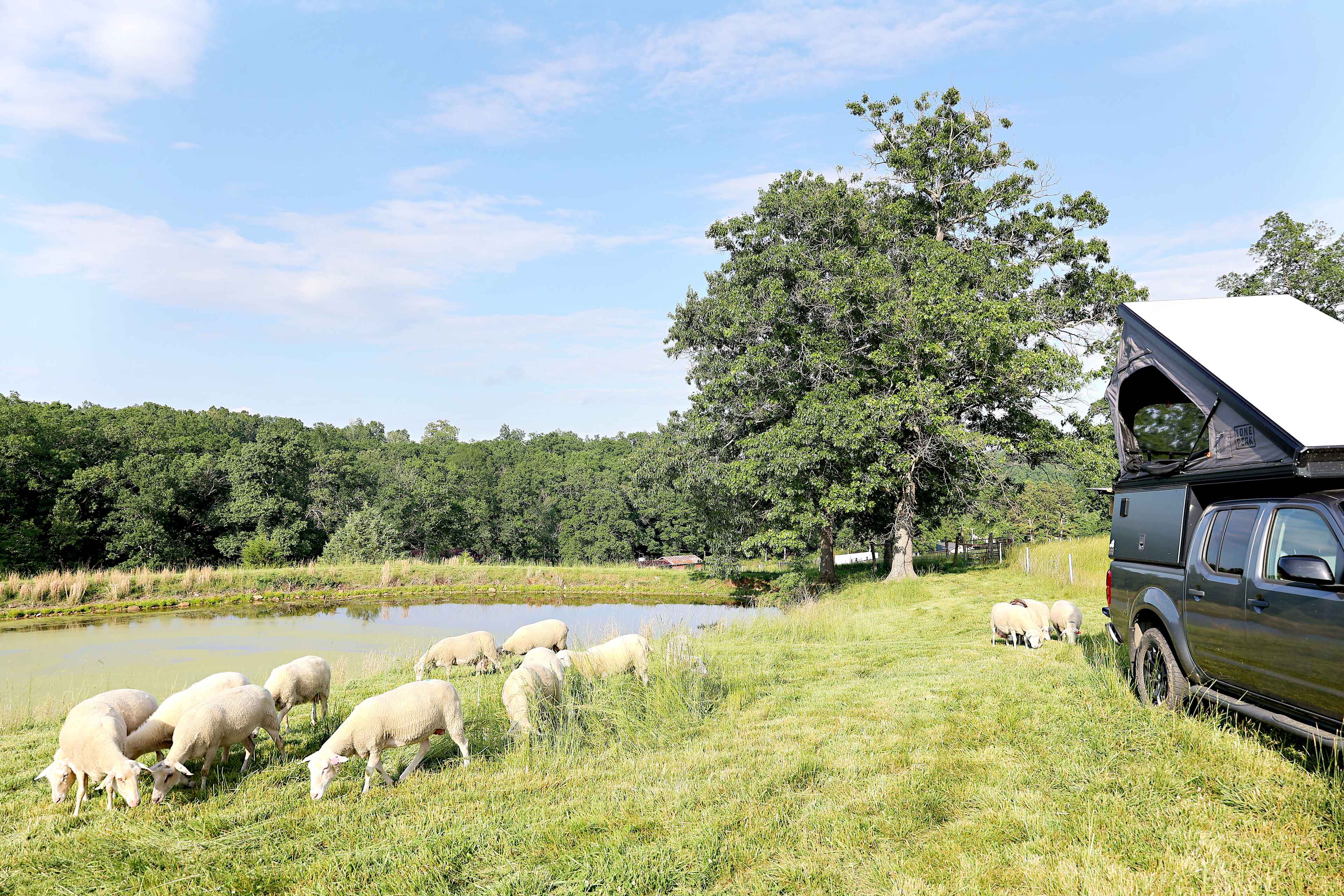 Scottish Highland Cattle Ranch