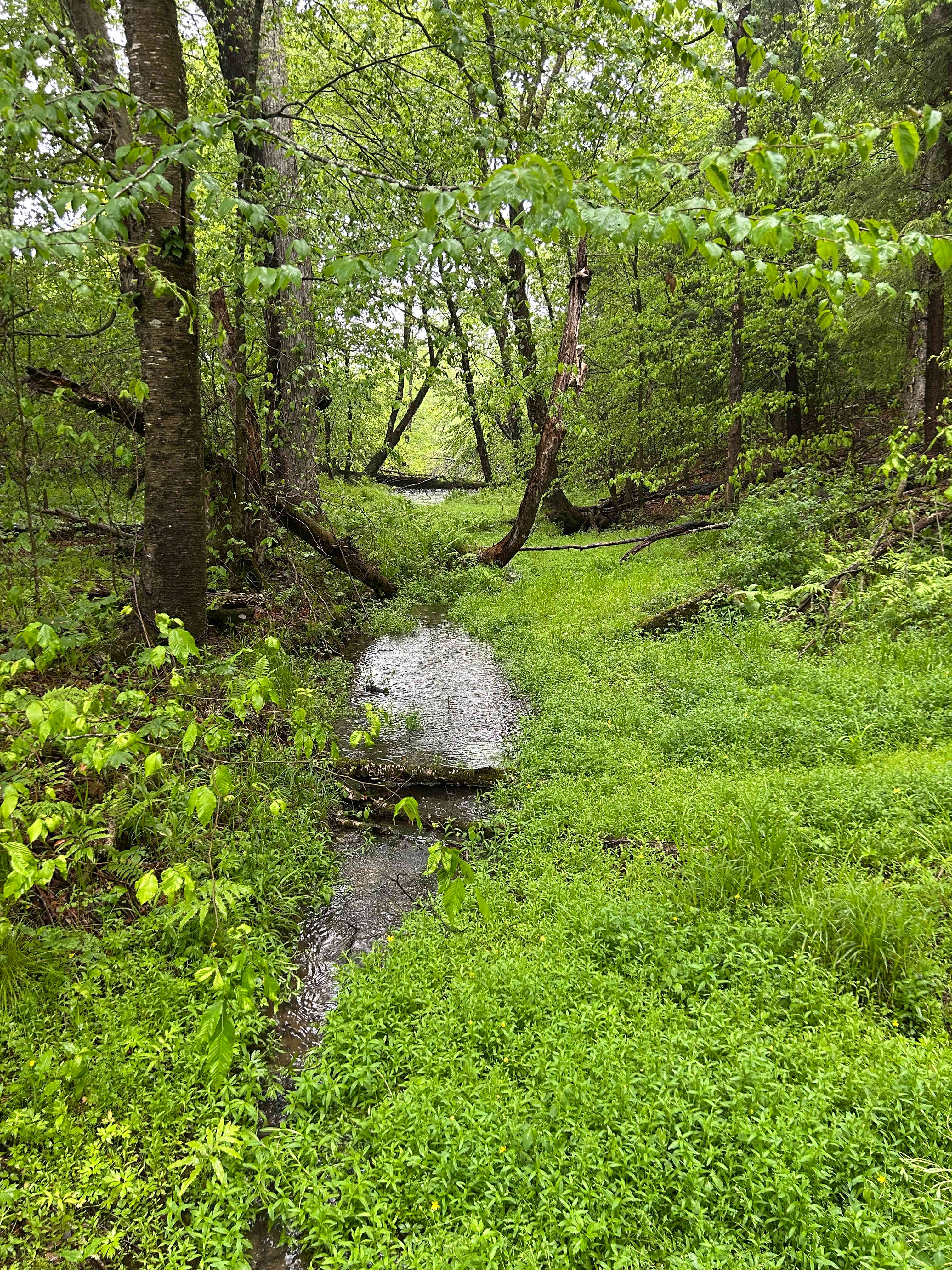 Daydreamin on Dyberry Creek