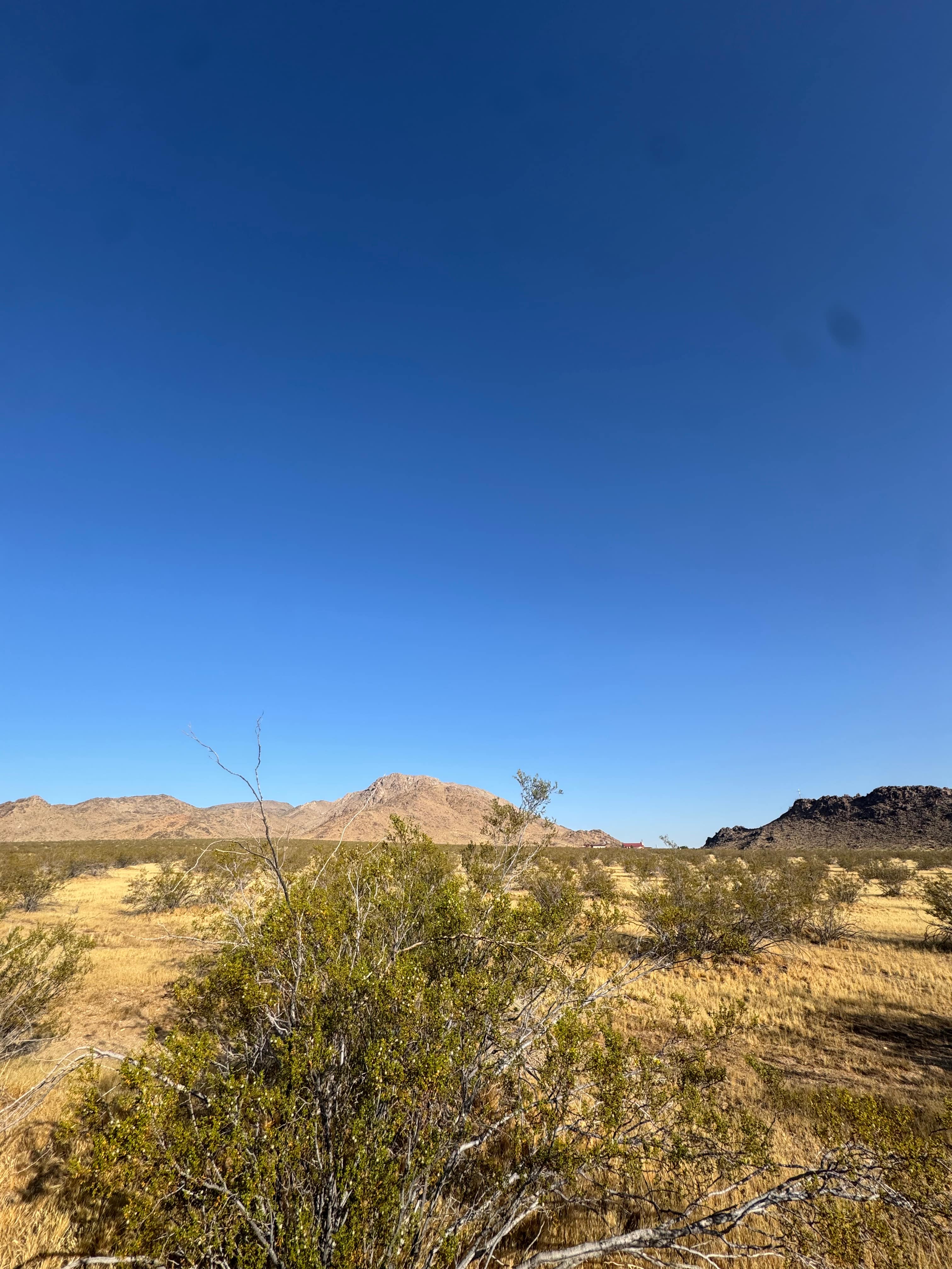 Mojave Moonlight Camping