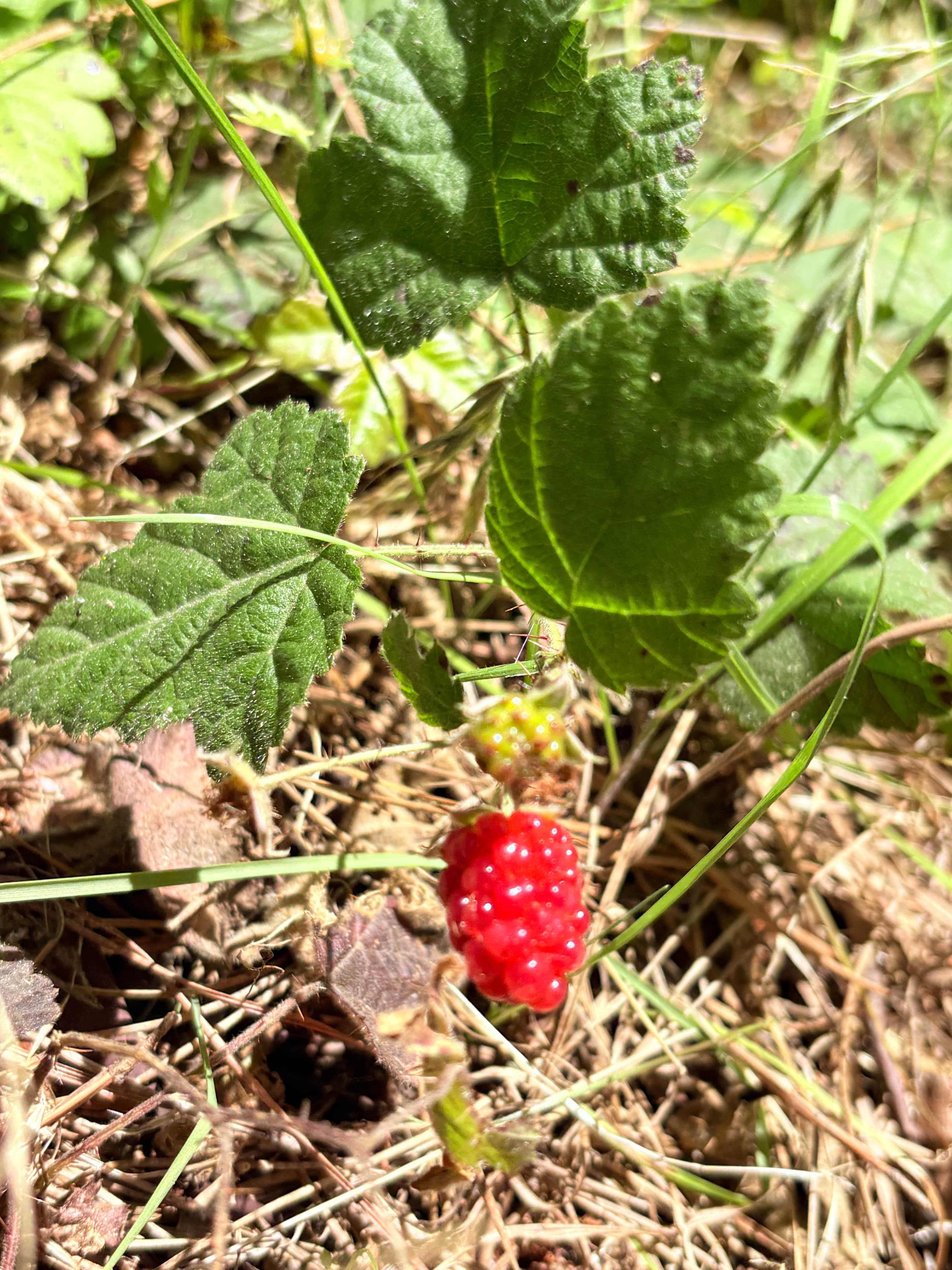 Very berry
