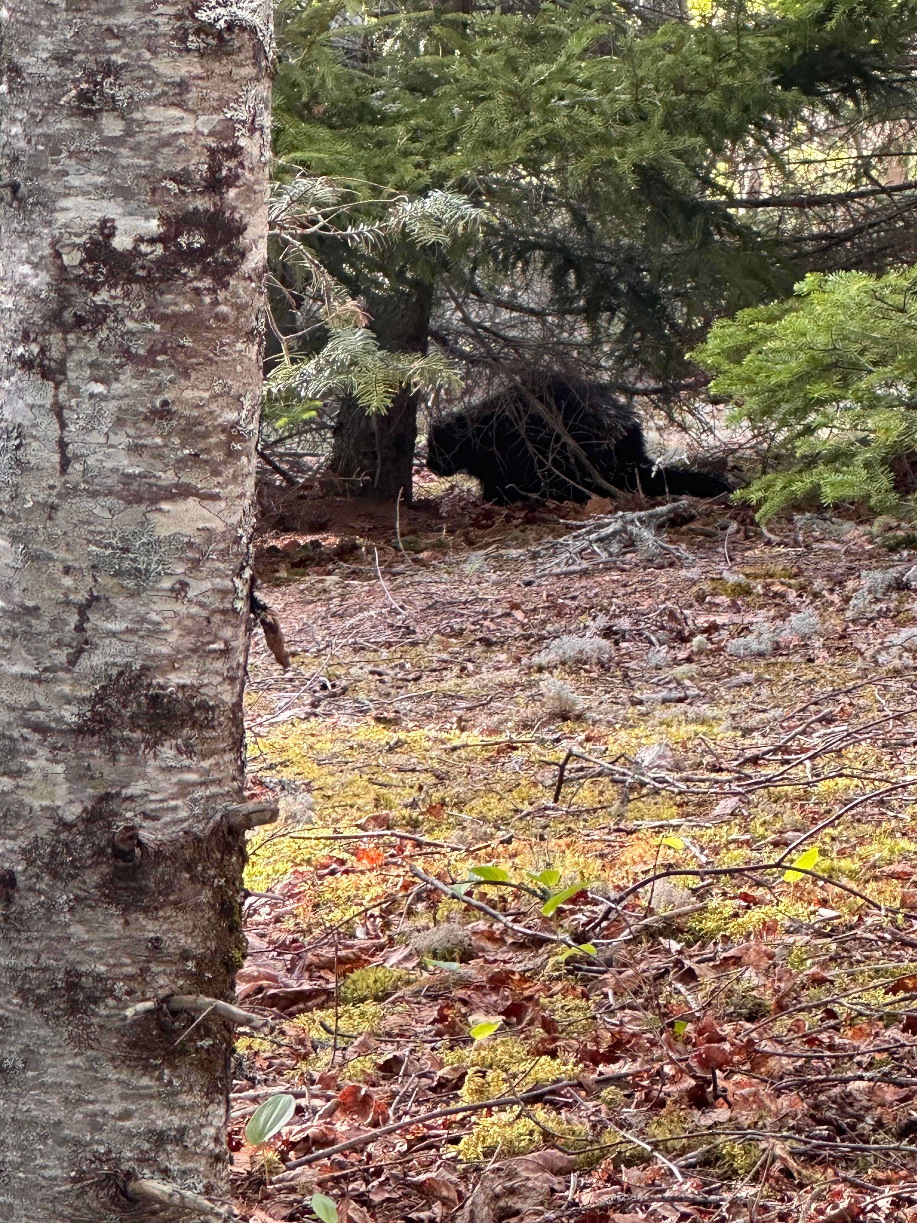 Hillside Gateway to Acadia/Schoodic