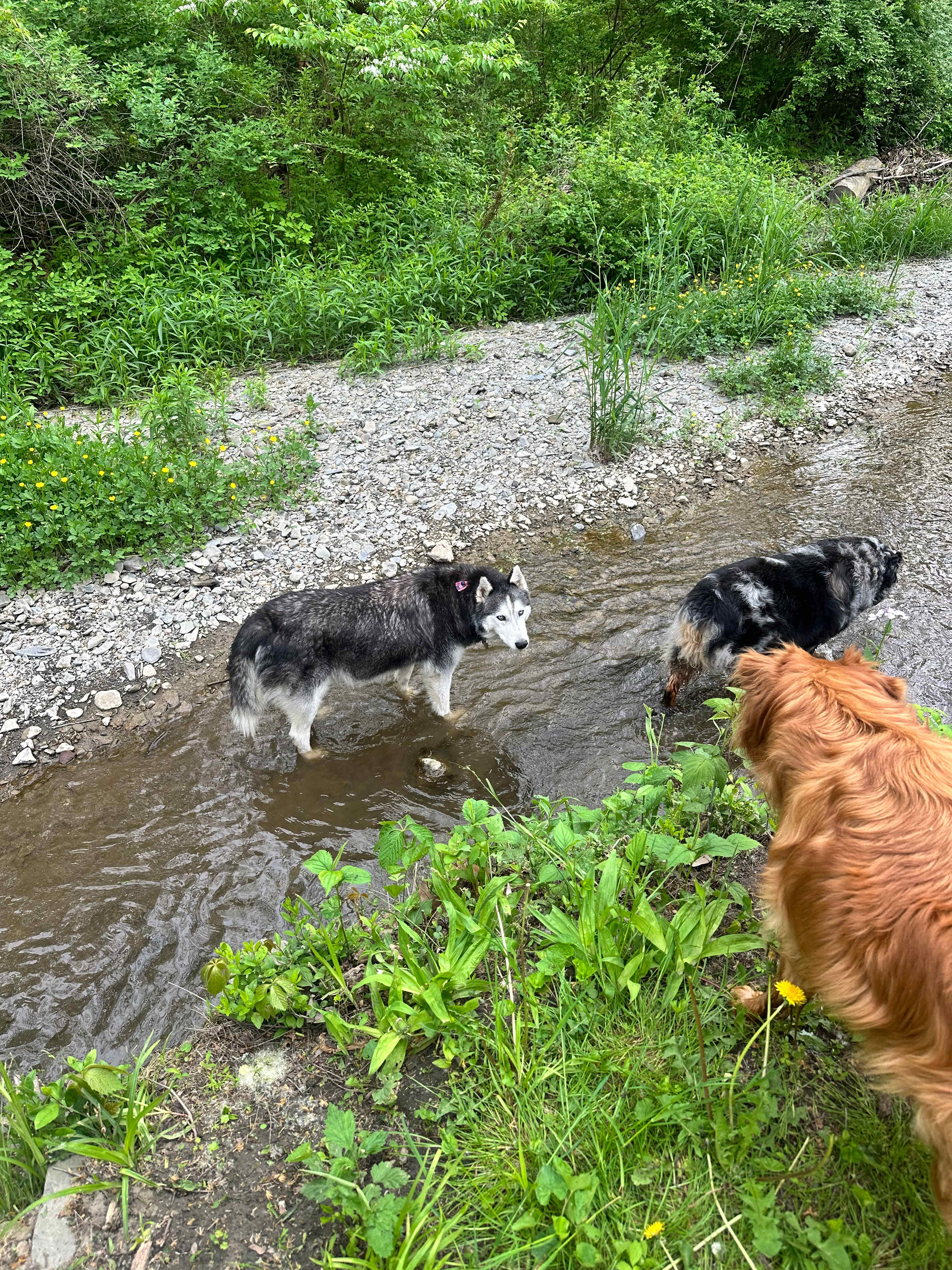 Enjoying the brook