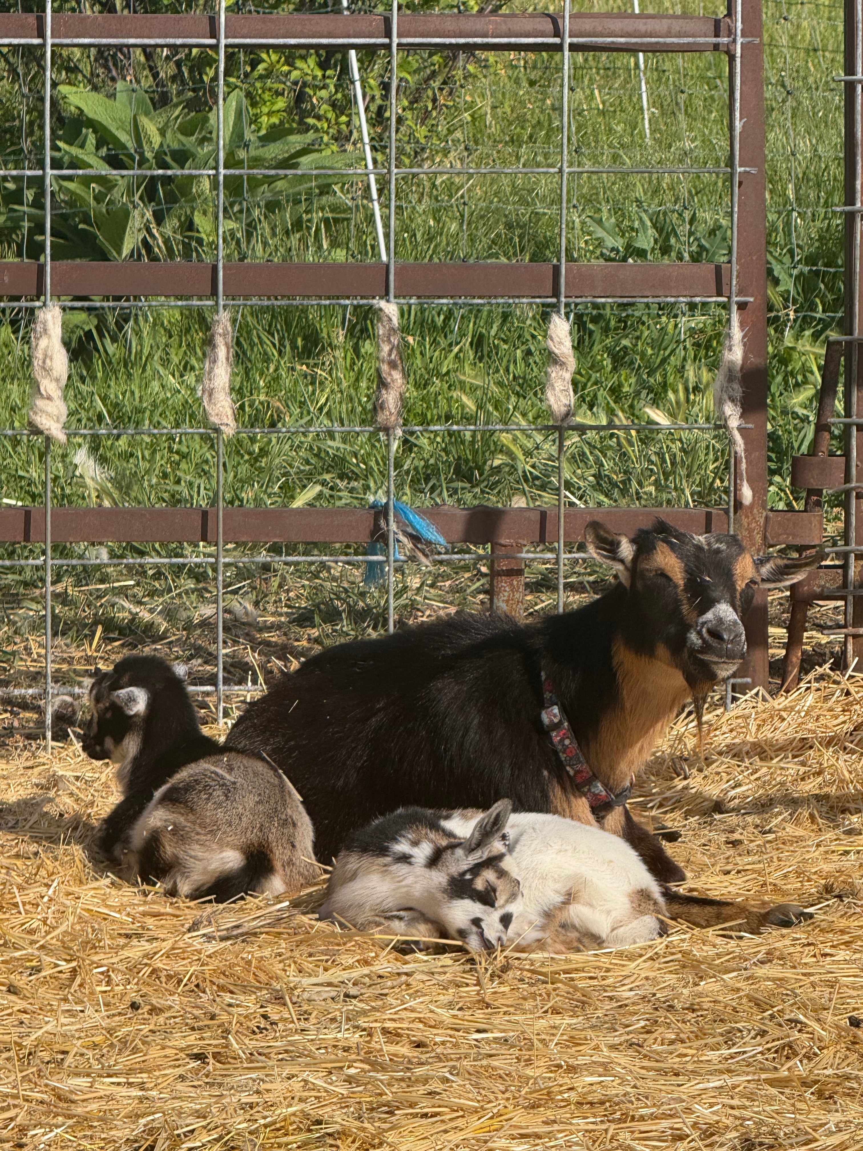 Steep Mountain Farm