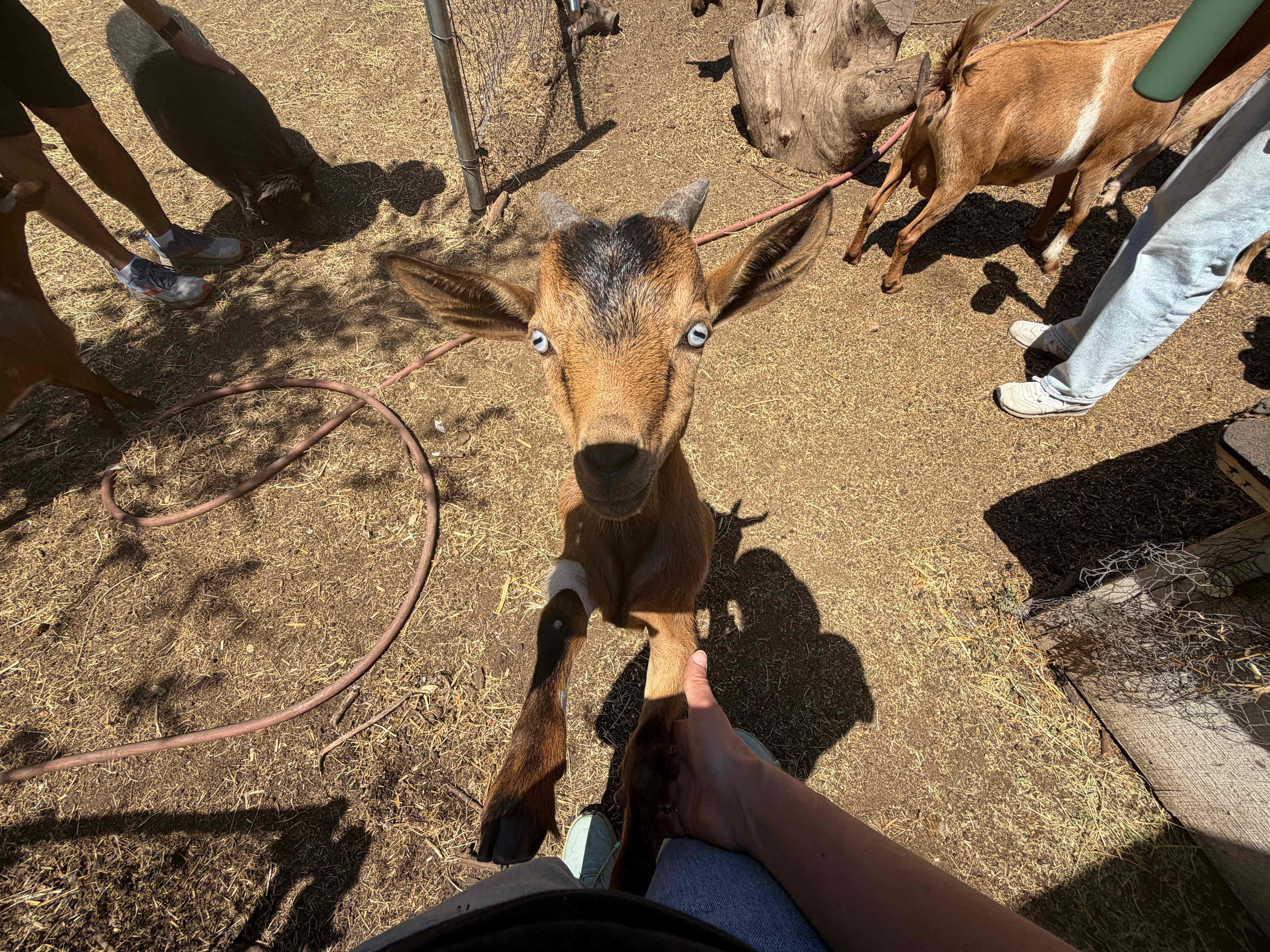 Baby goats