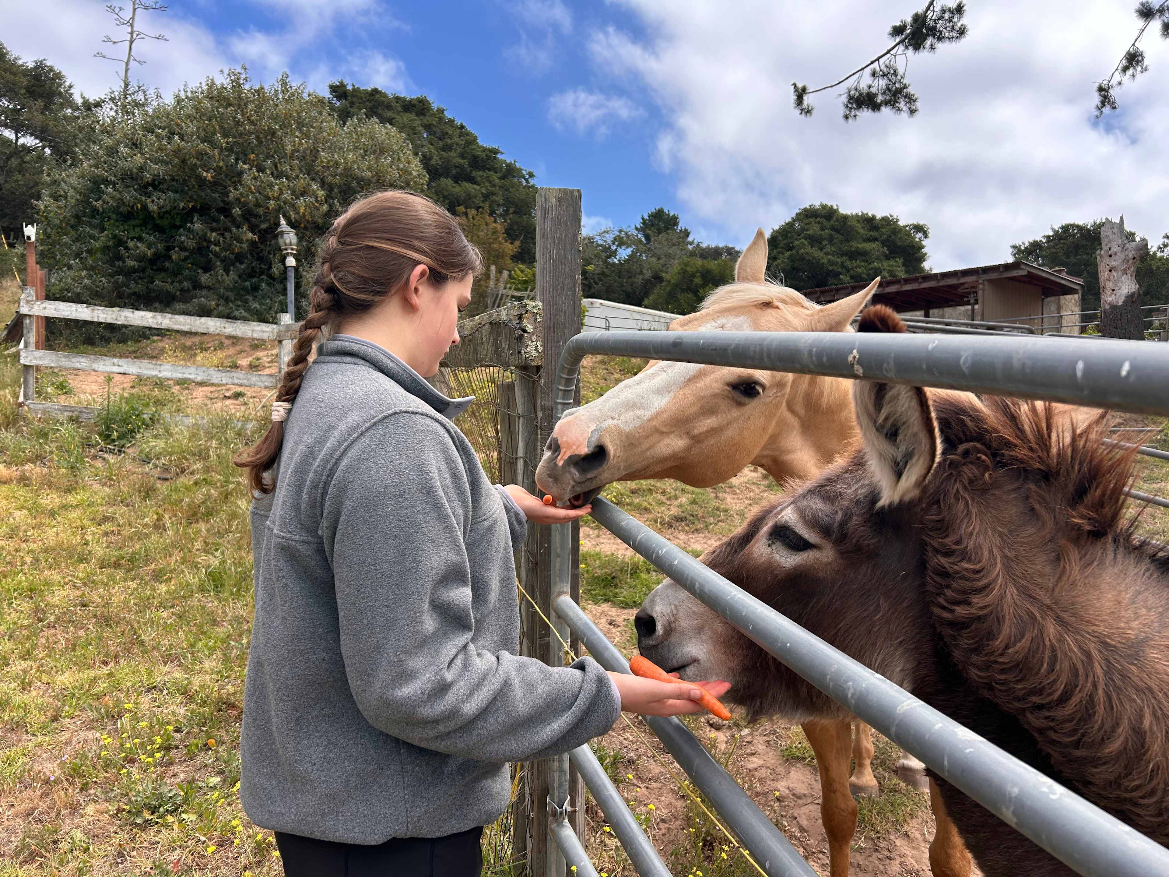 Feeding Hannah and Daisy