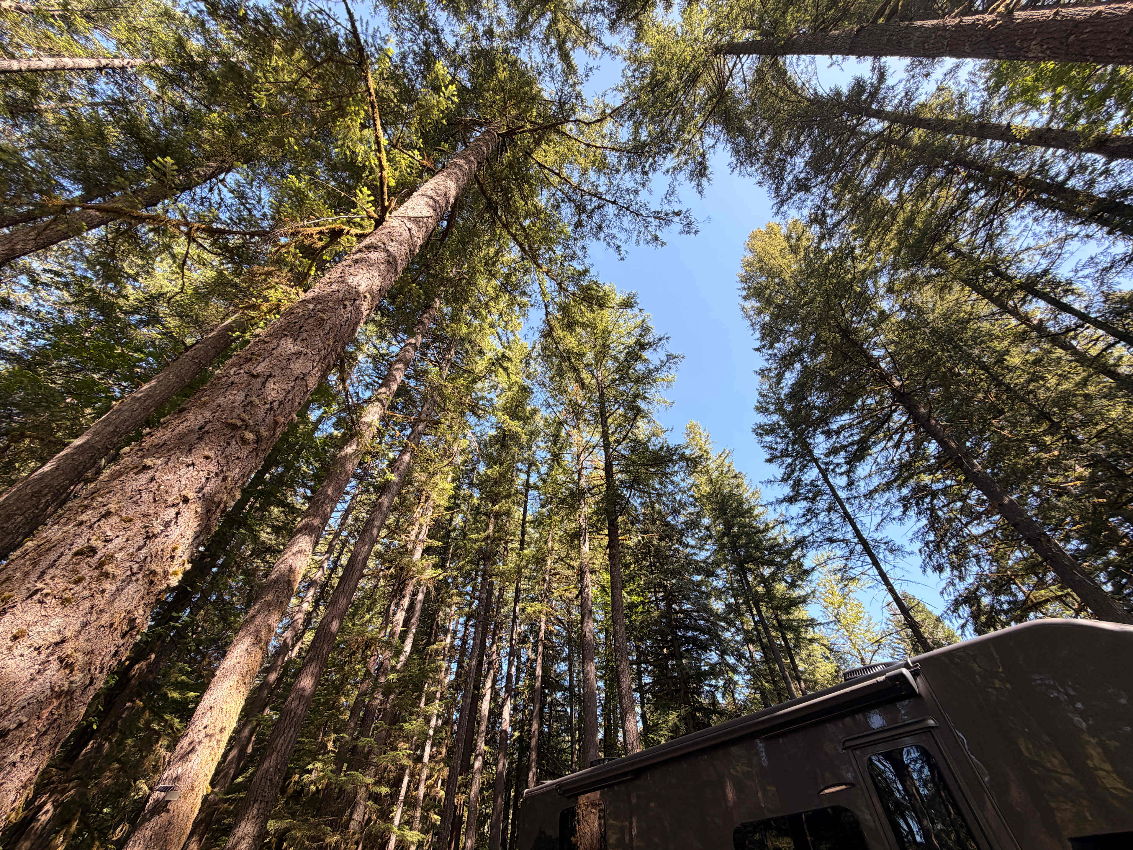 WiFi was great, Starlink struggled but the trees were better anyway