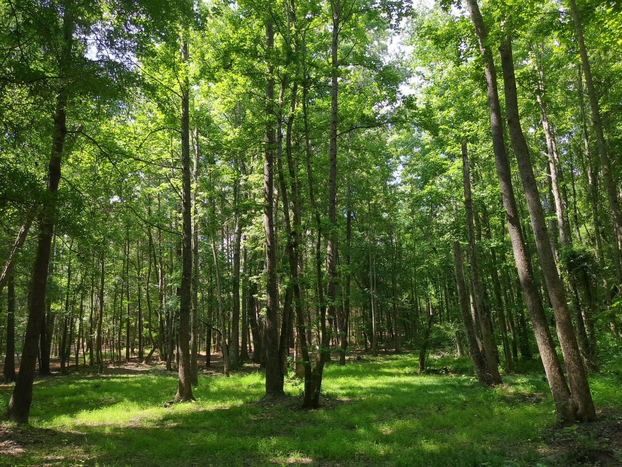 BlackBerryPines Disc & Camp