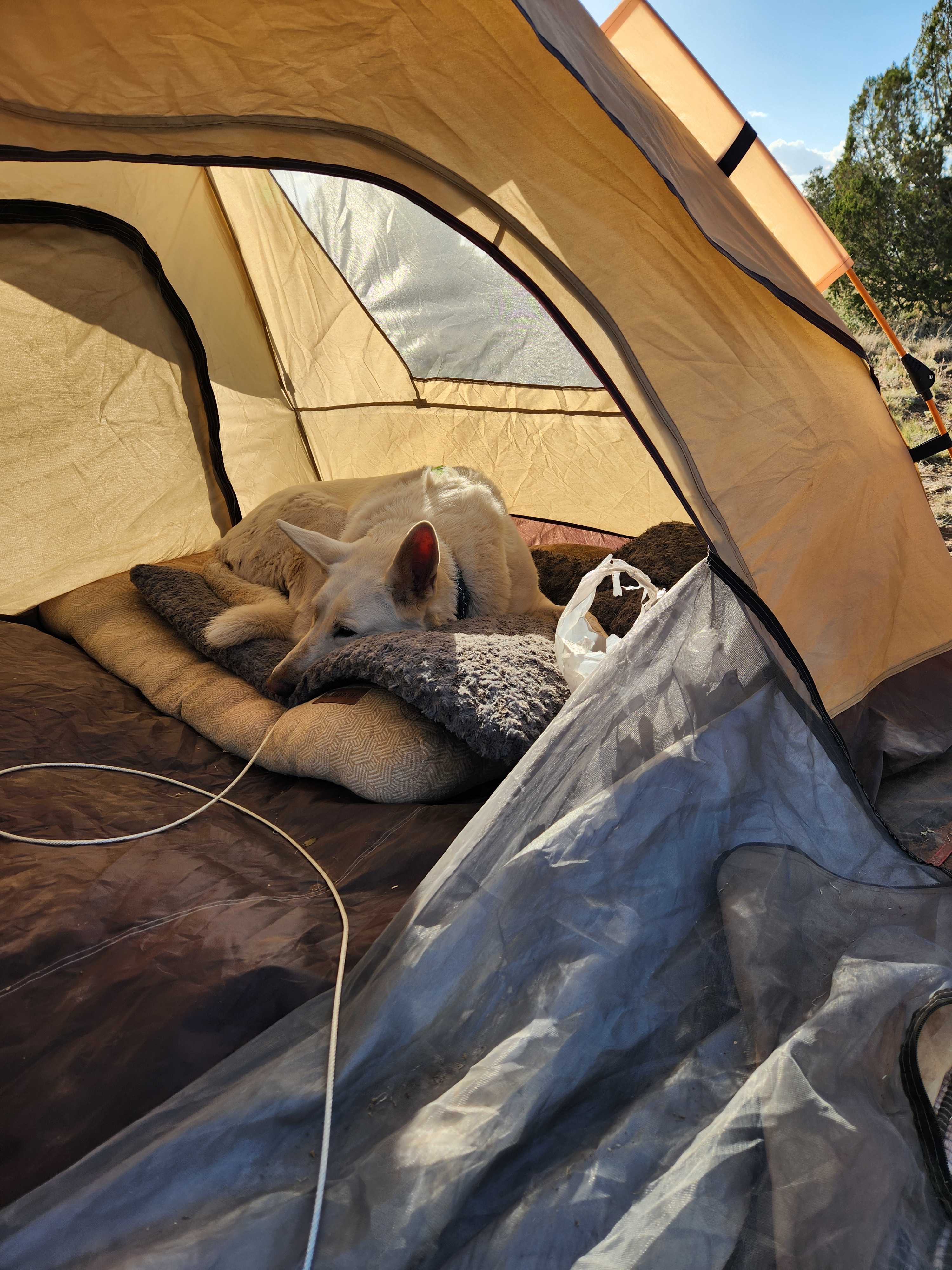 "Supervising" as I pack up camp!