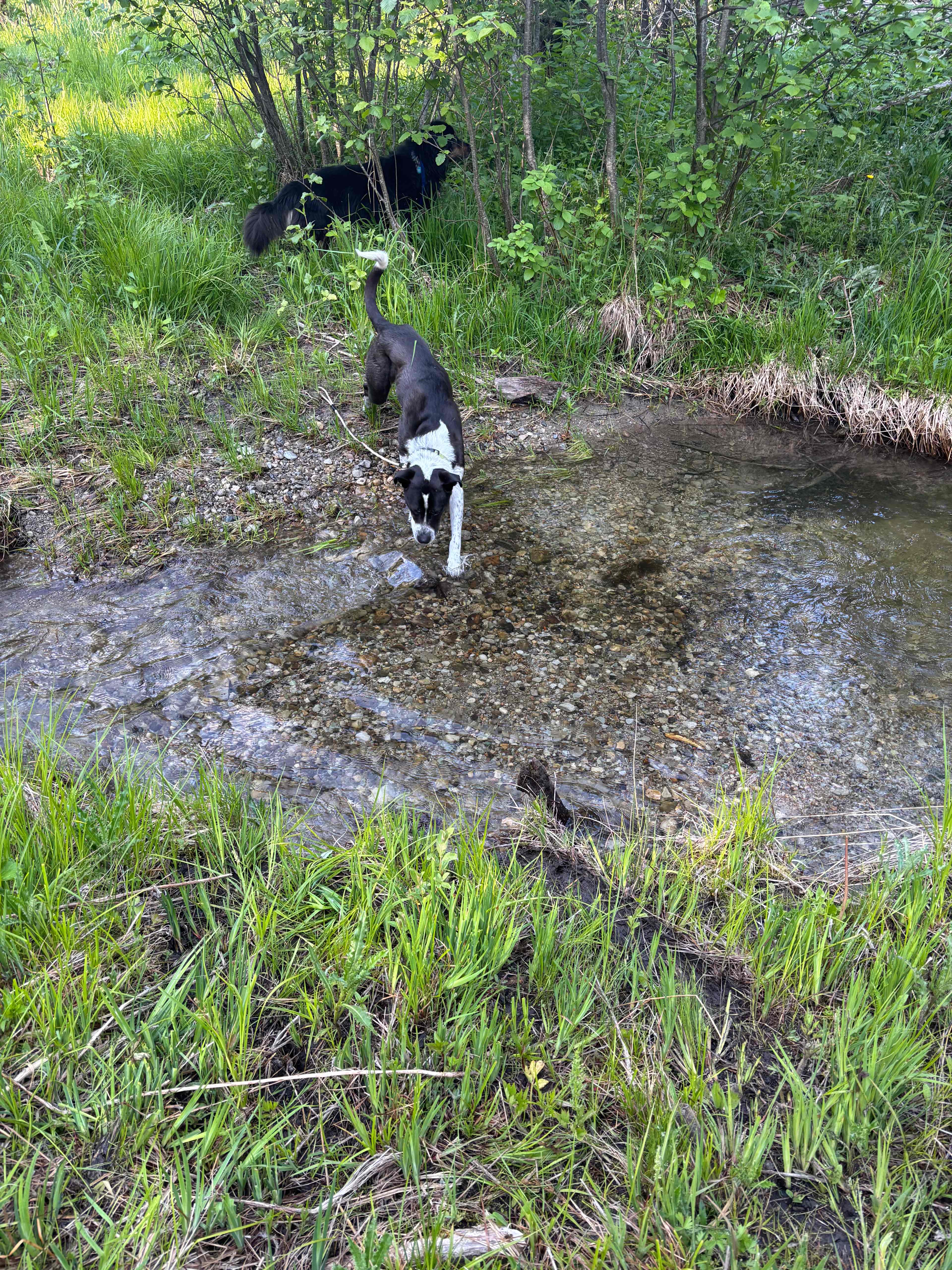 Creek on site 
