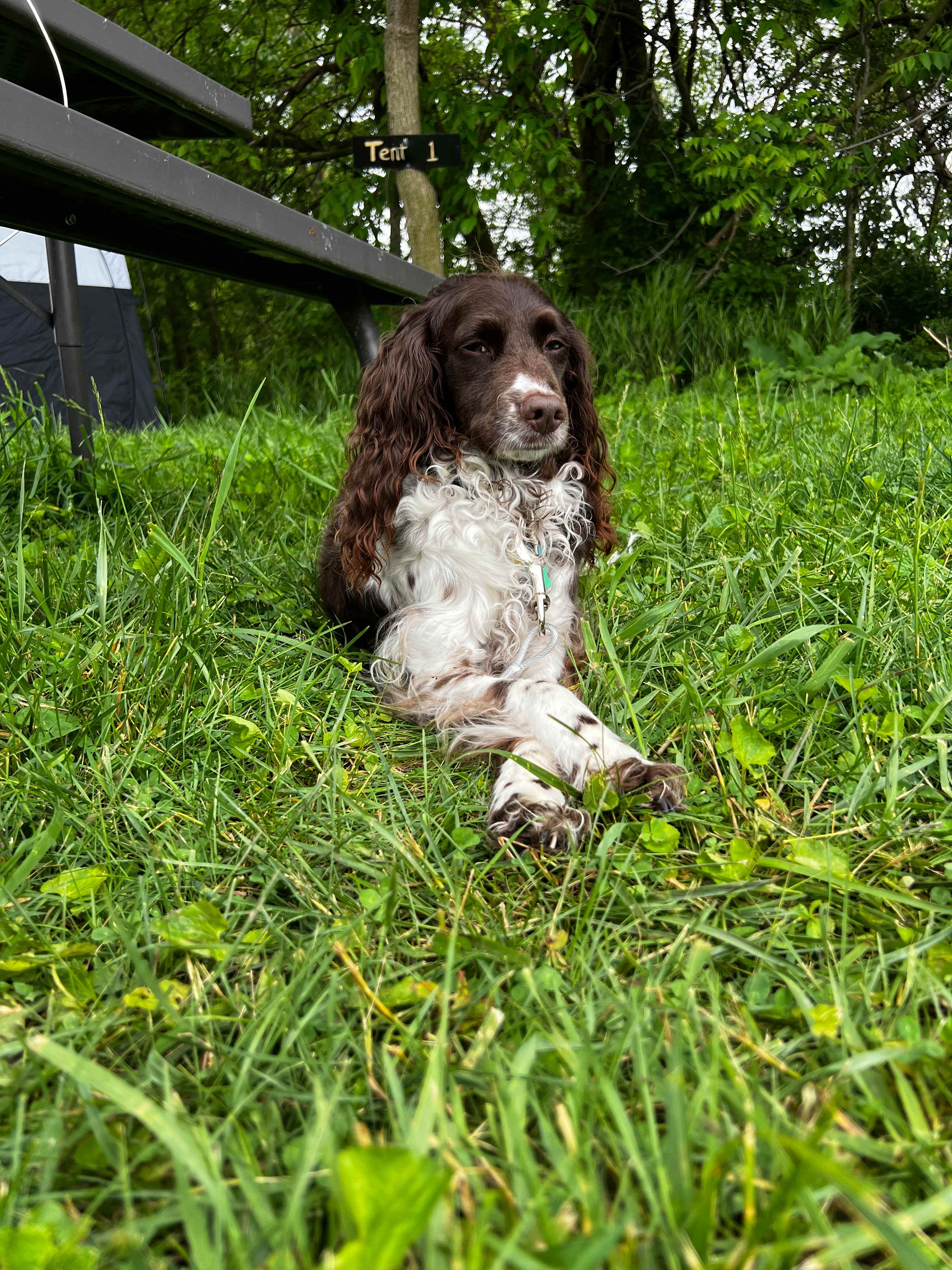 Juniper loved the camp! 