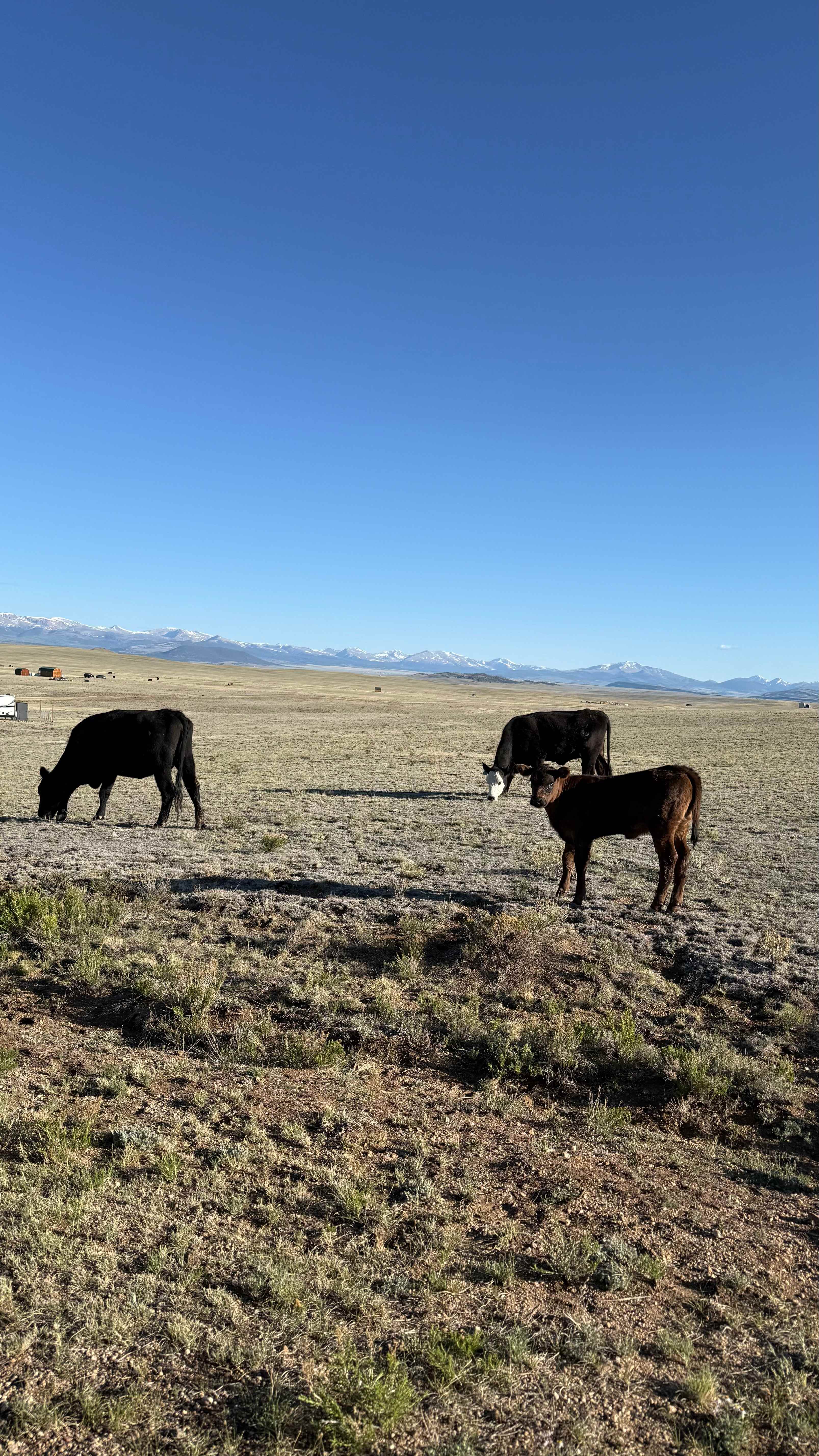 DeD Tick Ranch
