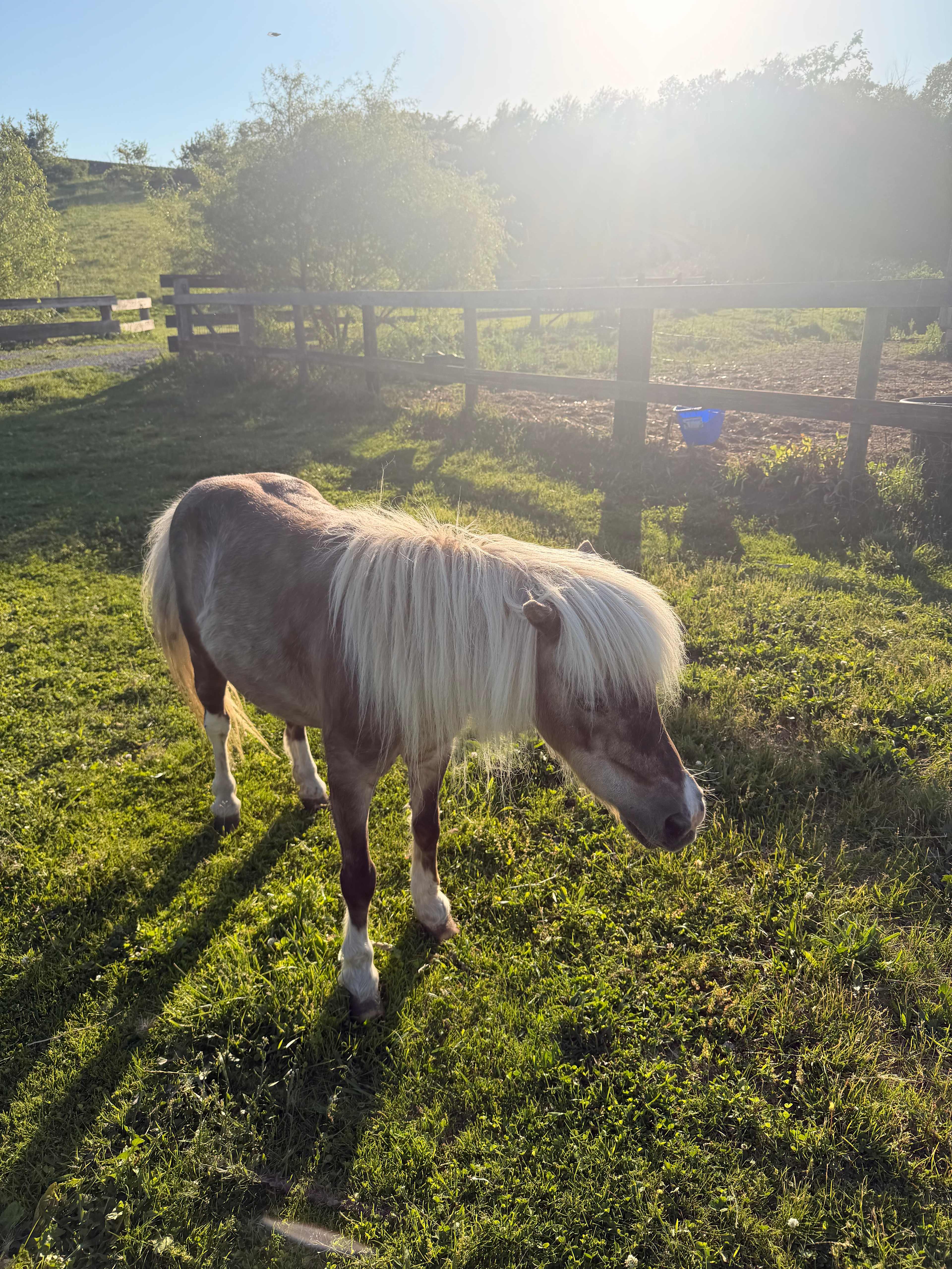 Windy Goat Acres