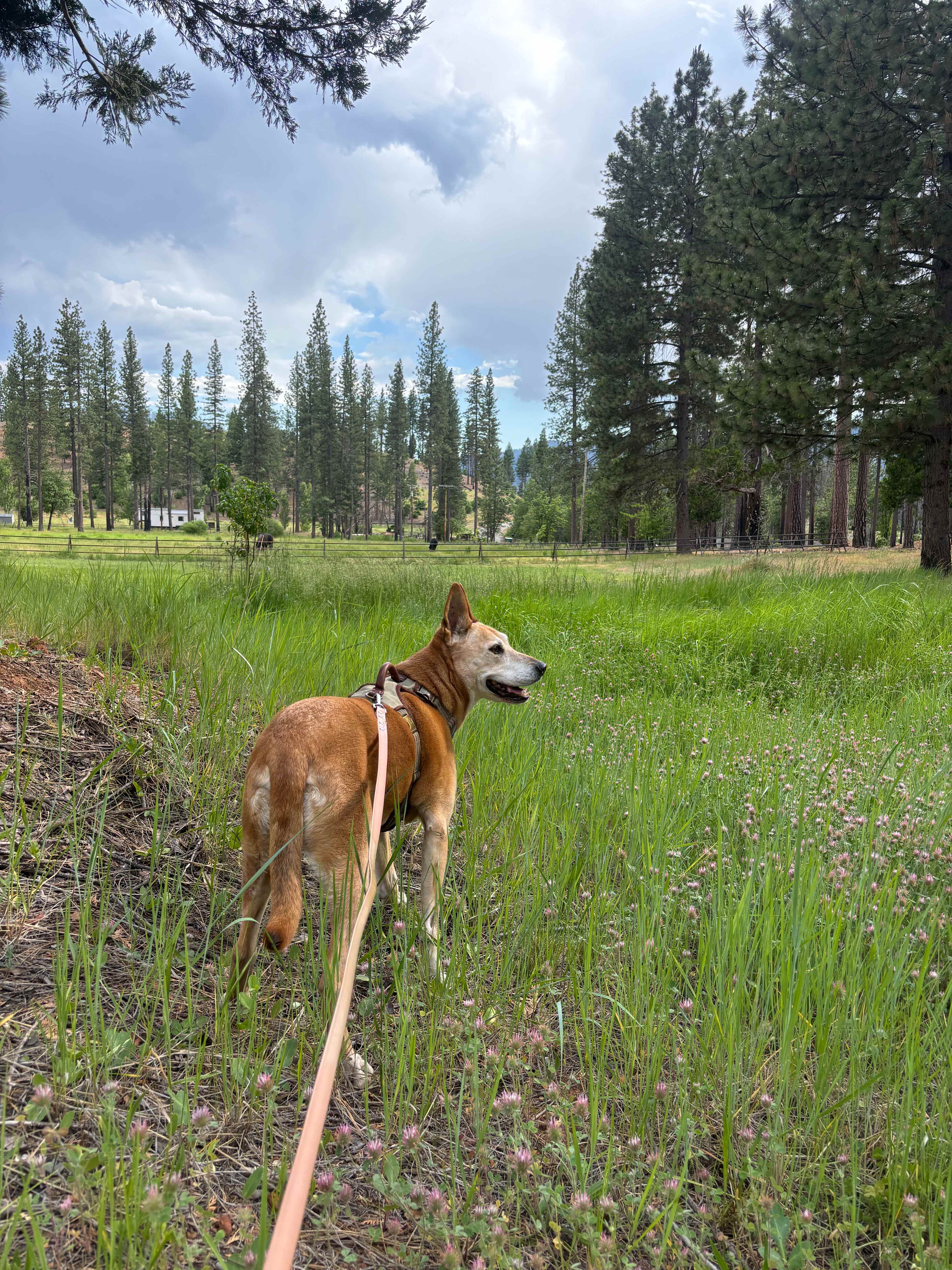 Coppercreek Camp