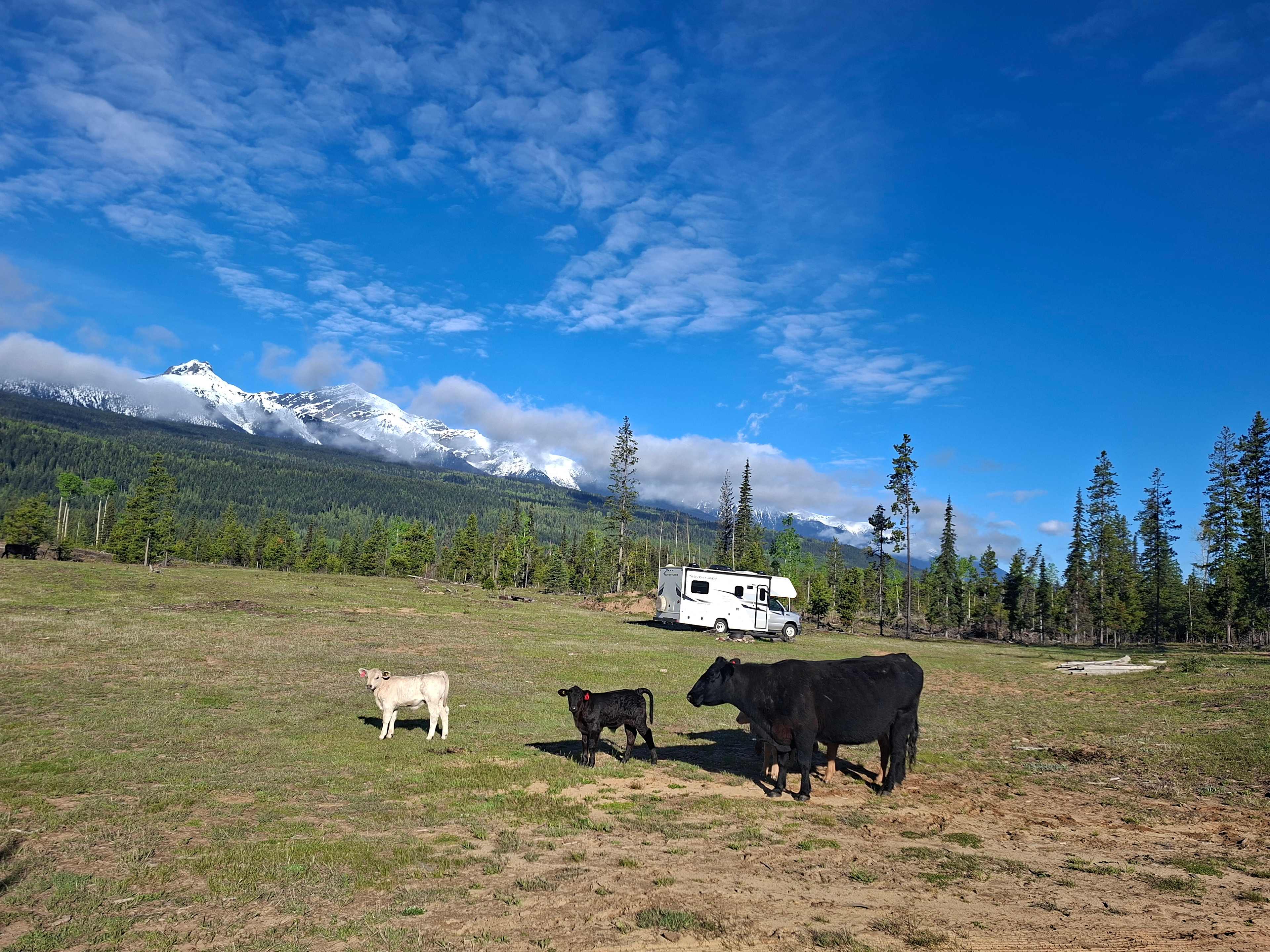 Fuzzy Buddy Ranch