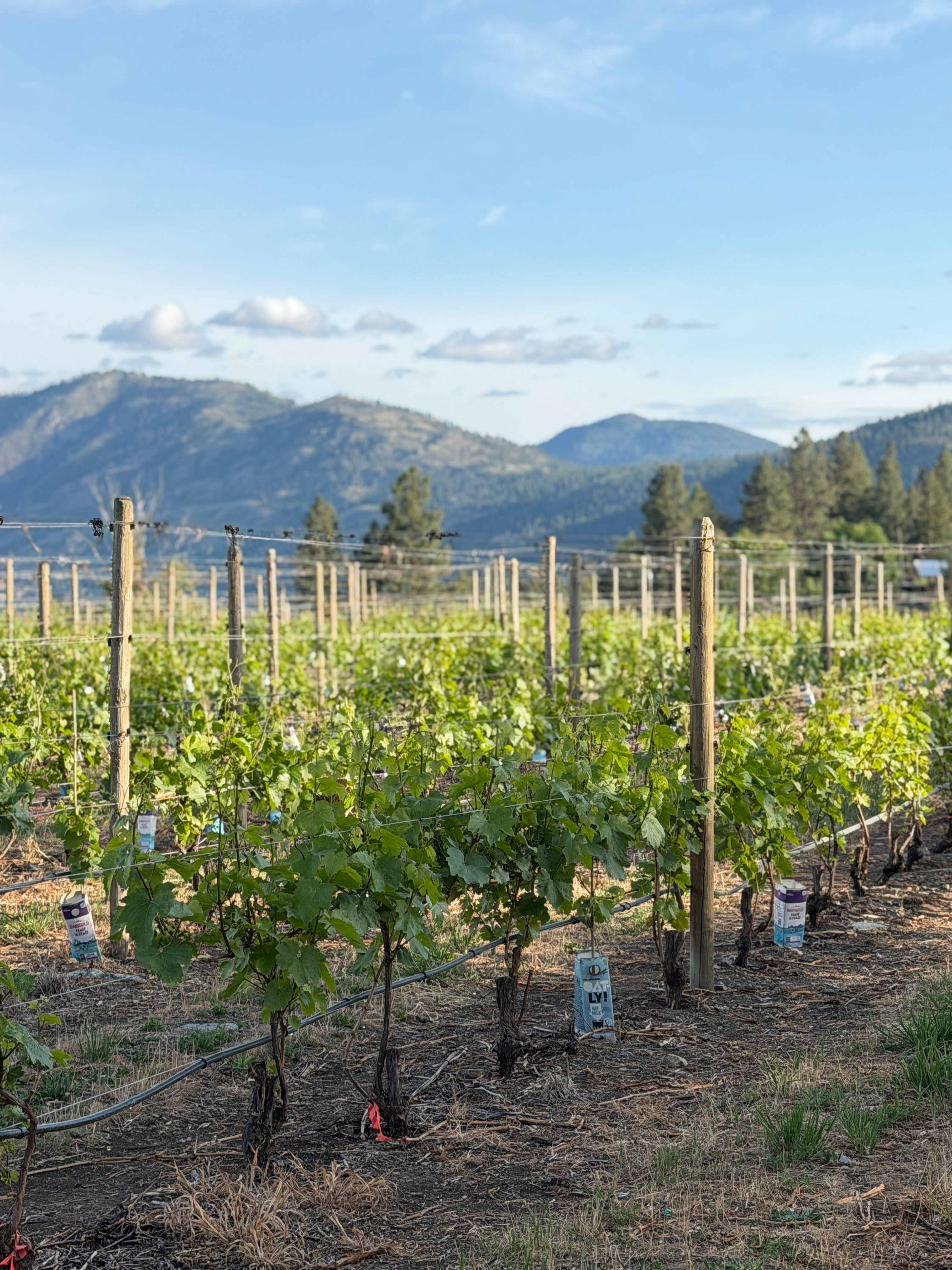 Back Forty Vineyards