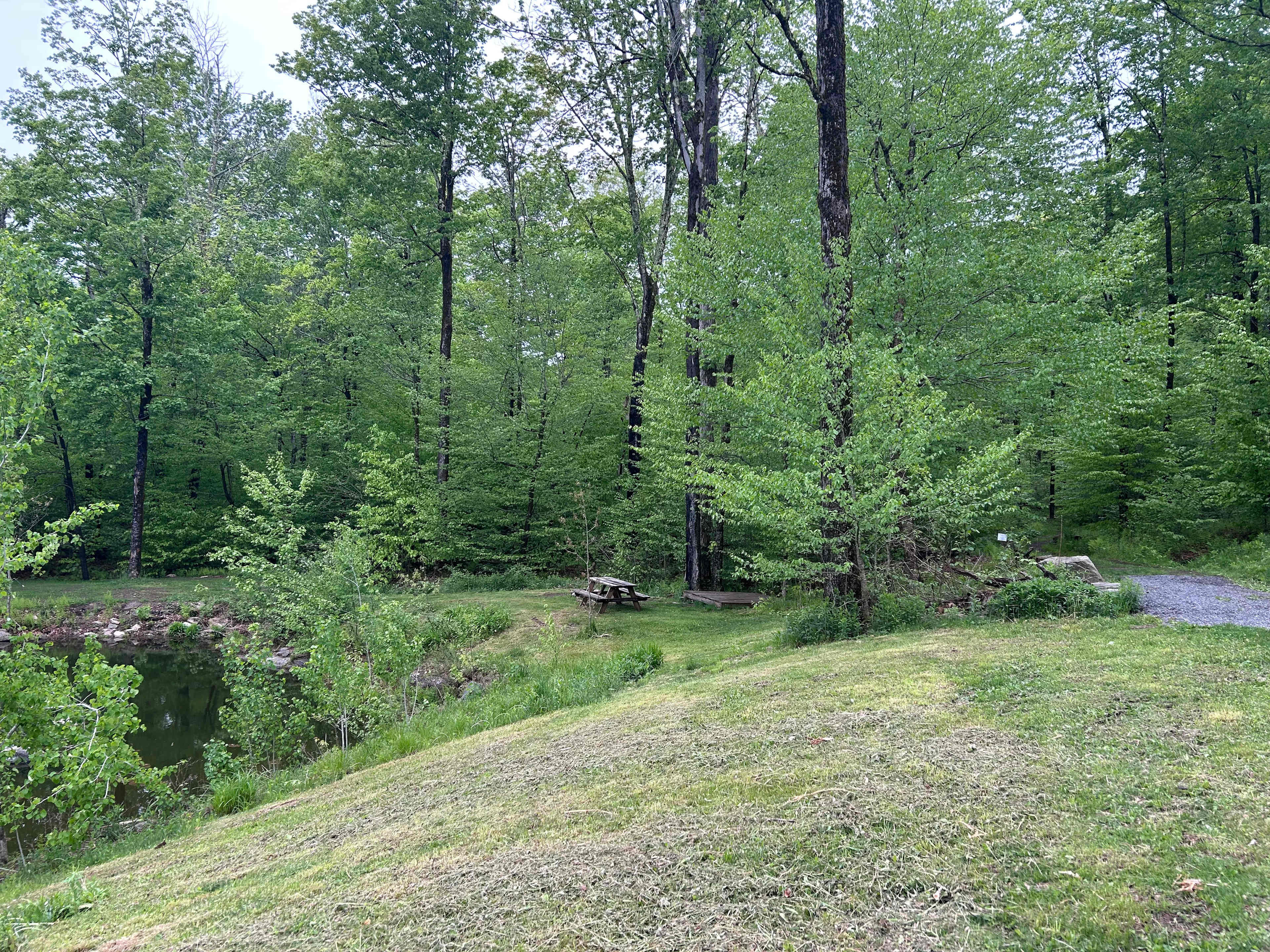 Burr Oaks Forest secluded campsites