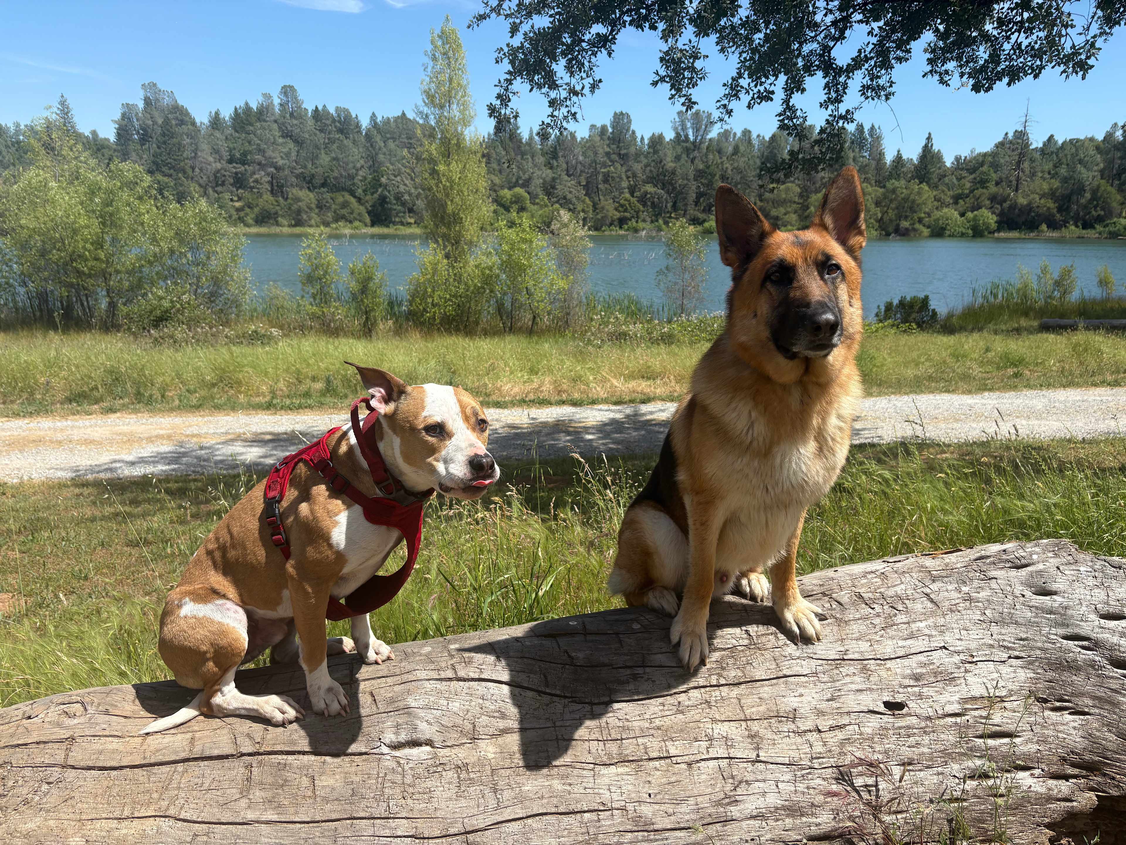 Very dog friendly 