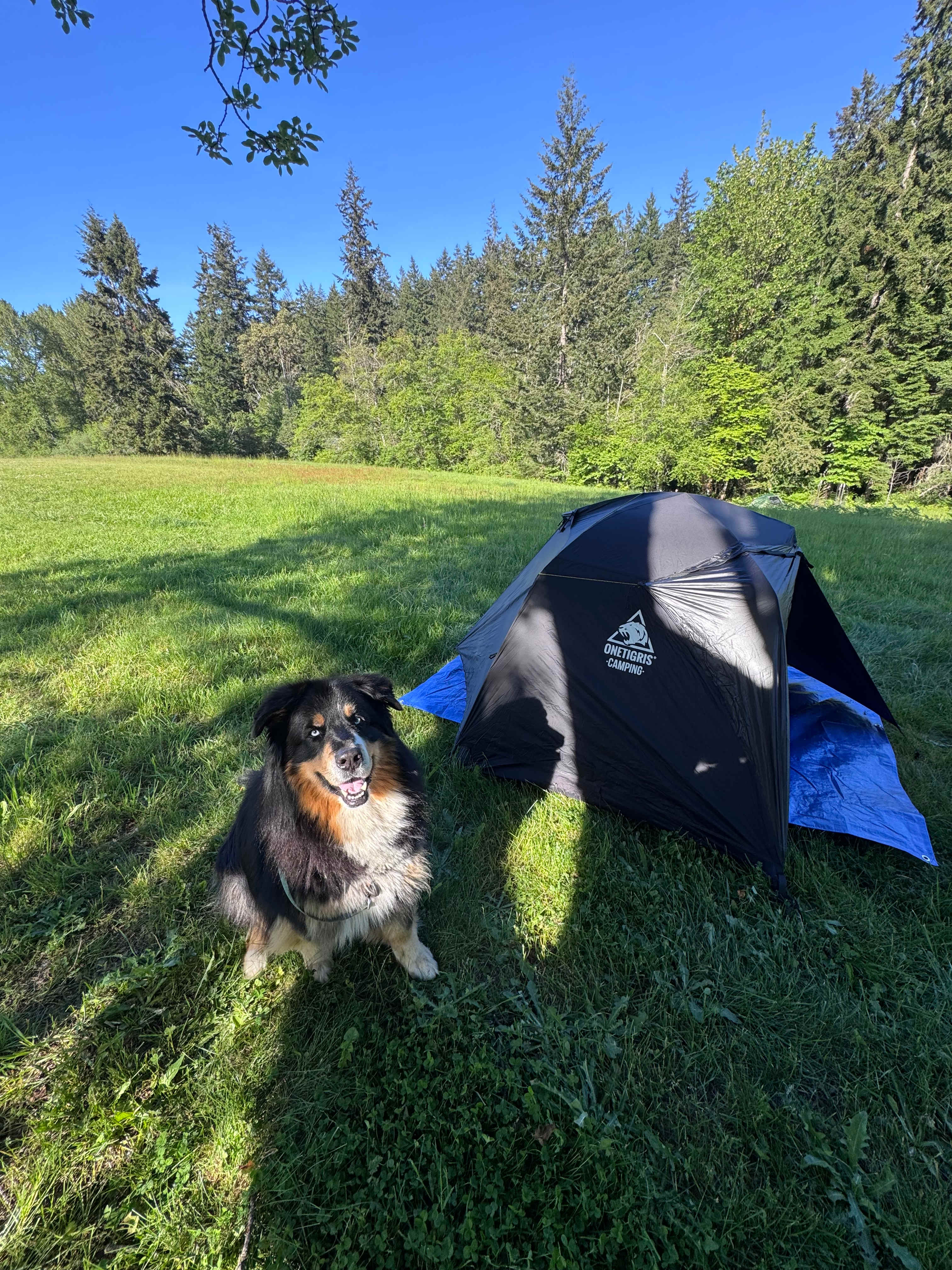 Sweet Alyssum Farm - Tent Camping