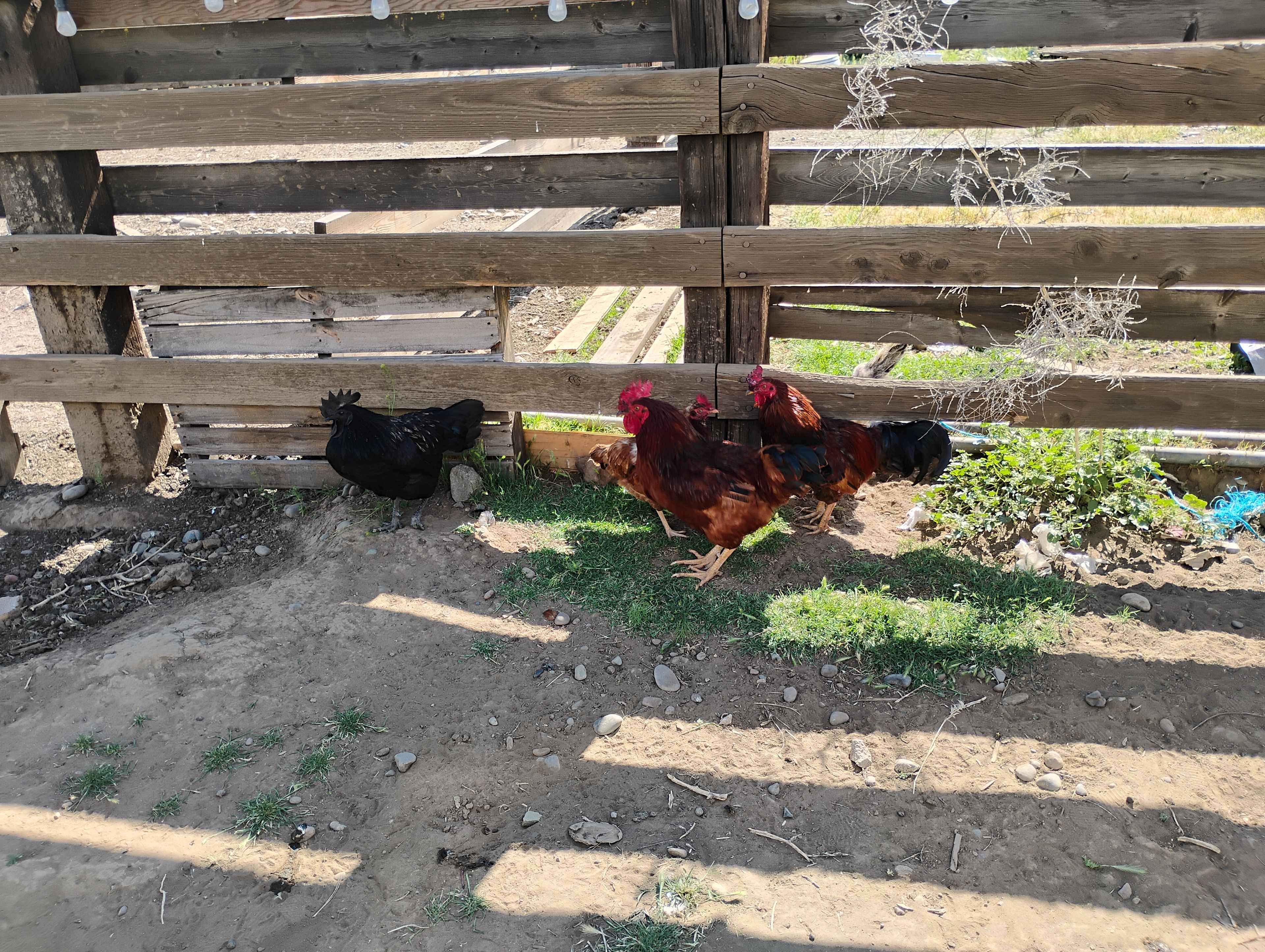Willow Barn Ranch