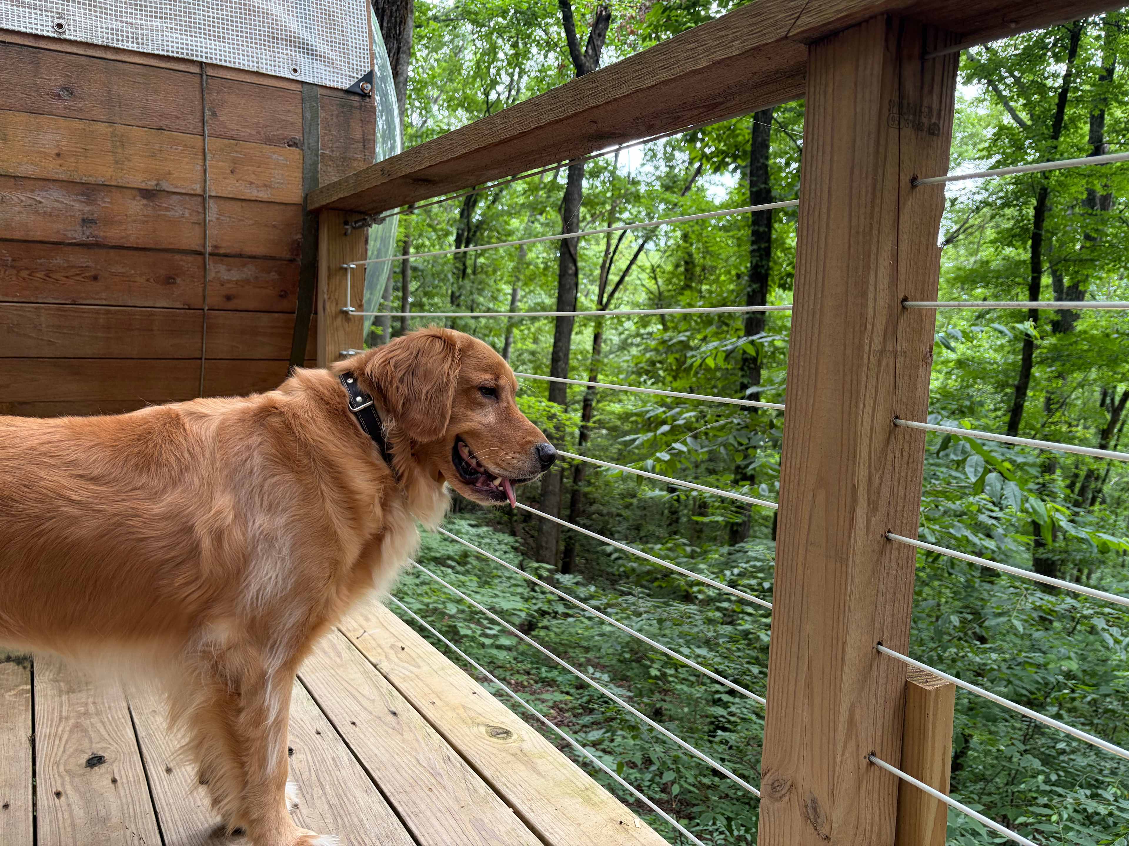 Eco-Friendly Tree House Pods for a Georgia Glamping Experience