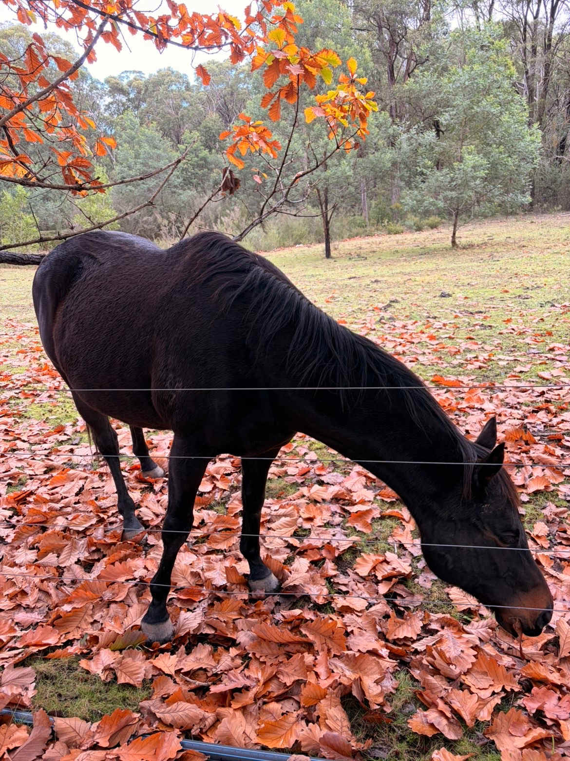 Oakleigh Farm Stay
