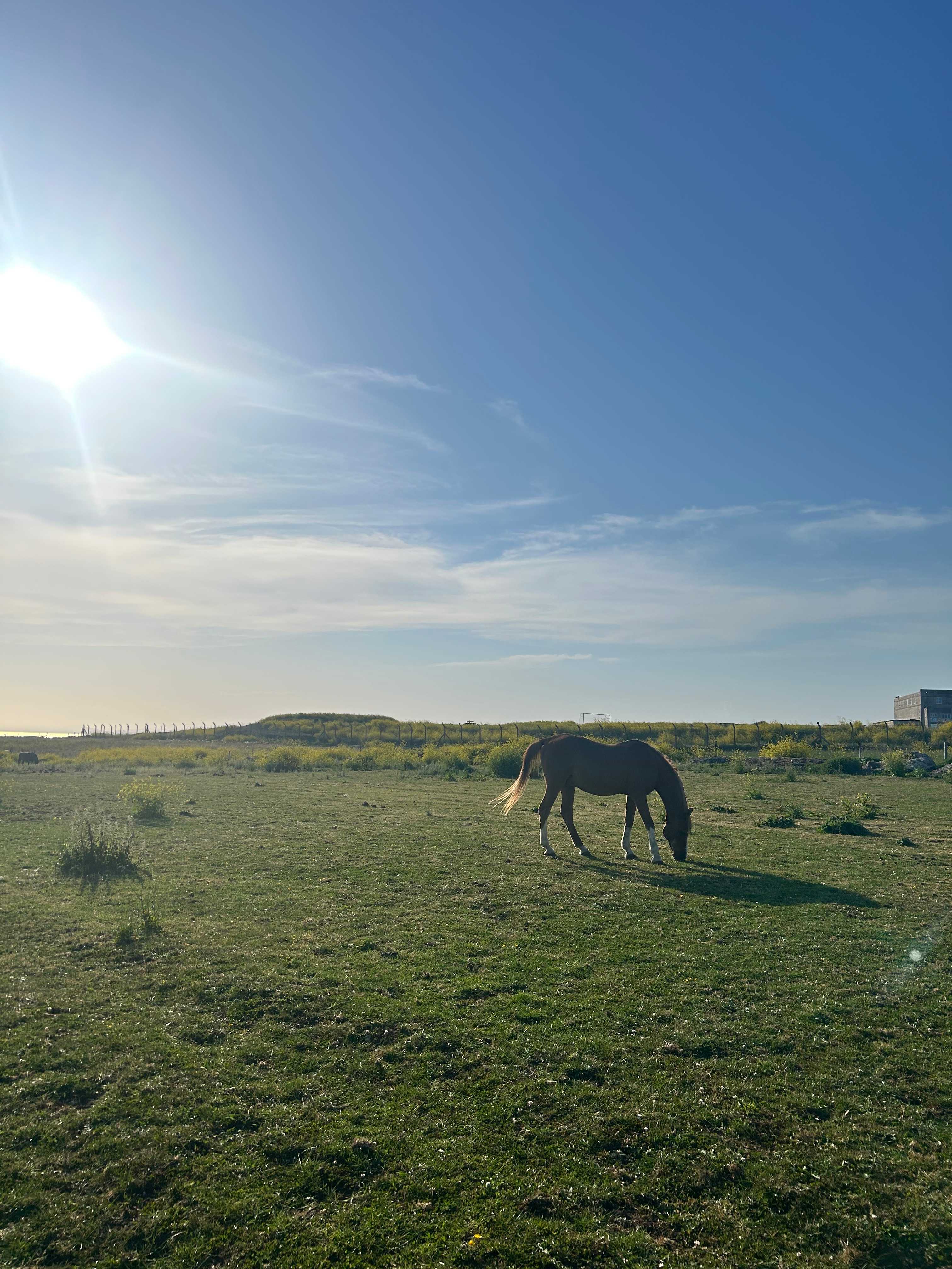 Sweet Hill Farm