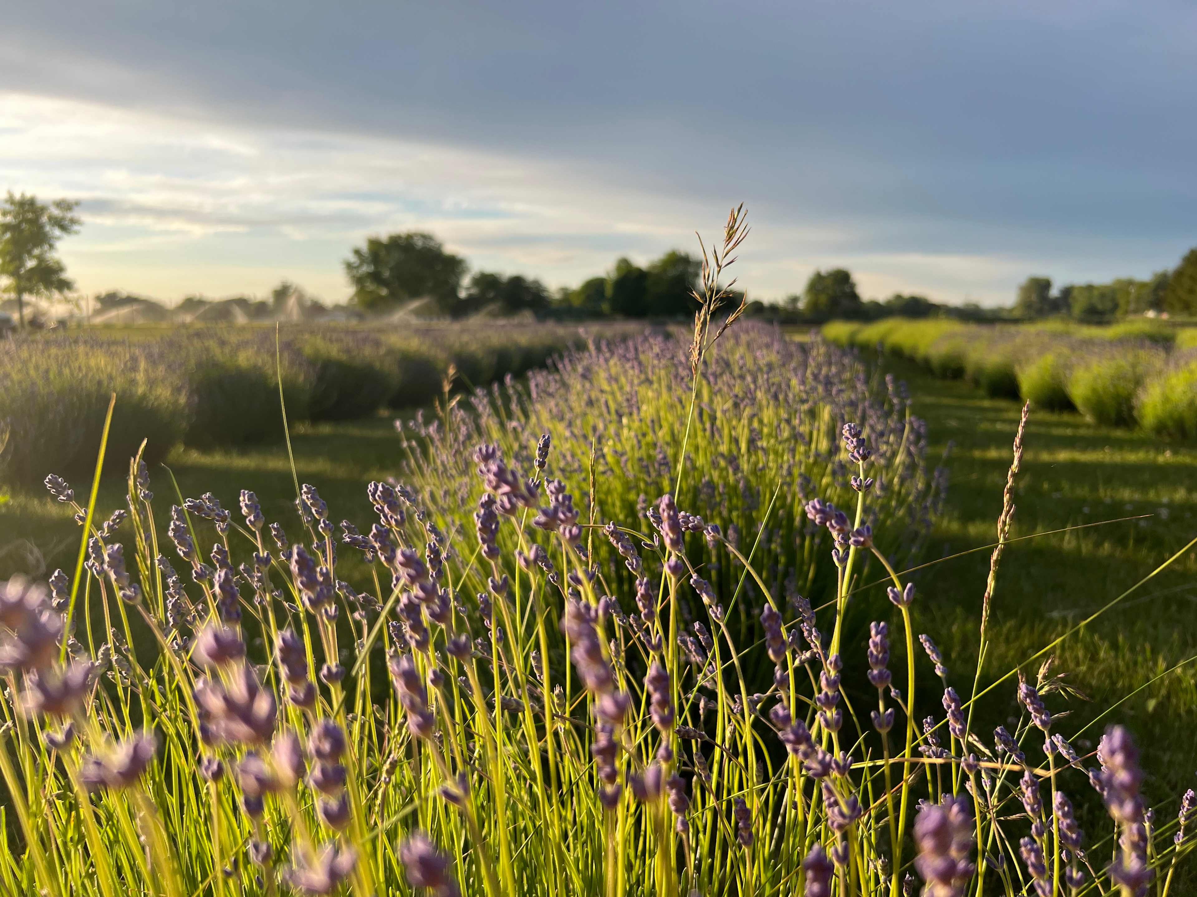 Relaxing, Peaceful Lavender Farm