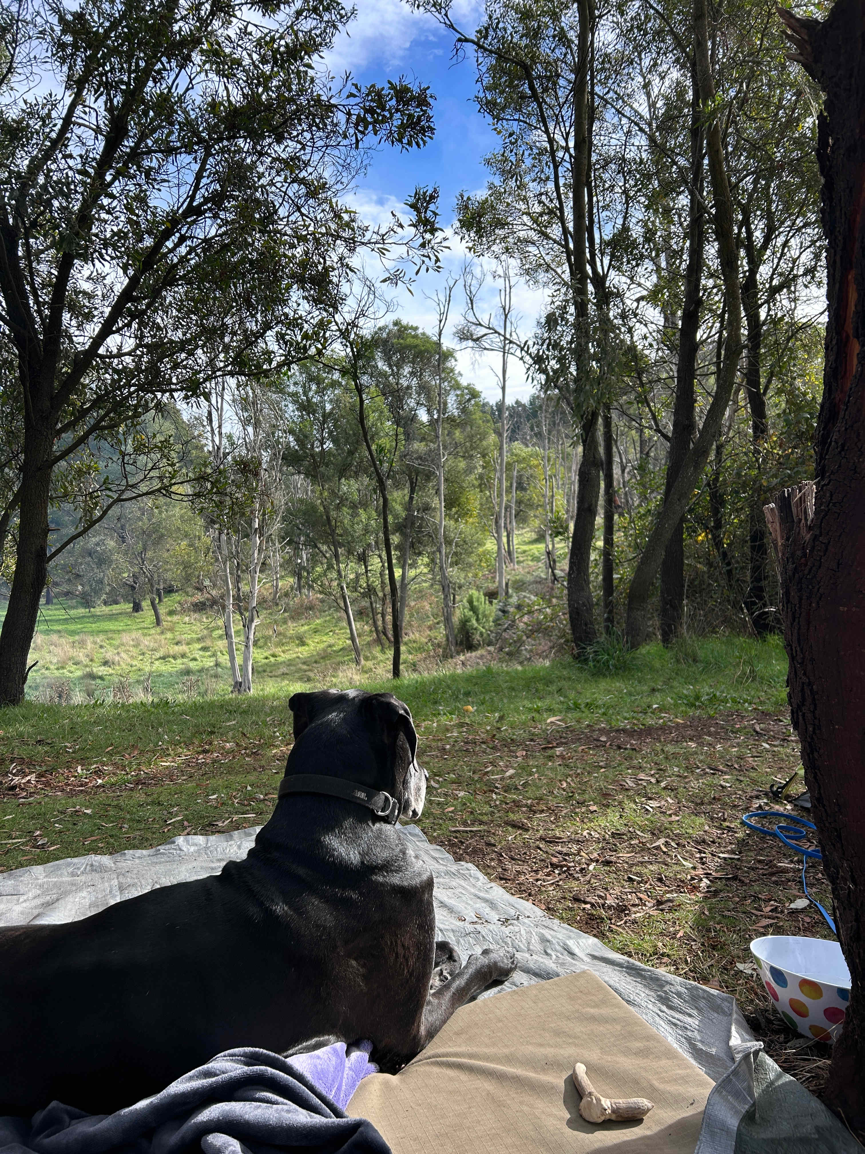 Reedy Creek Camping