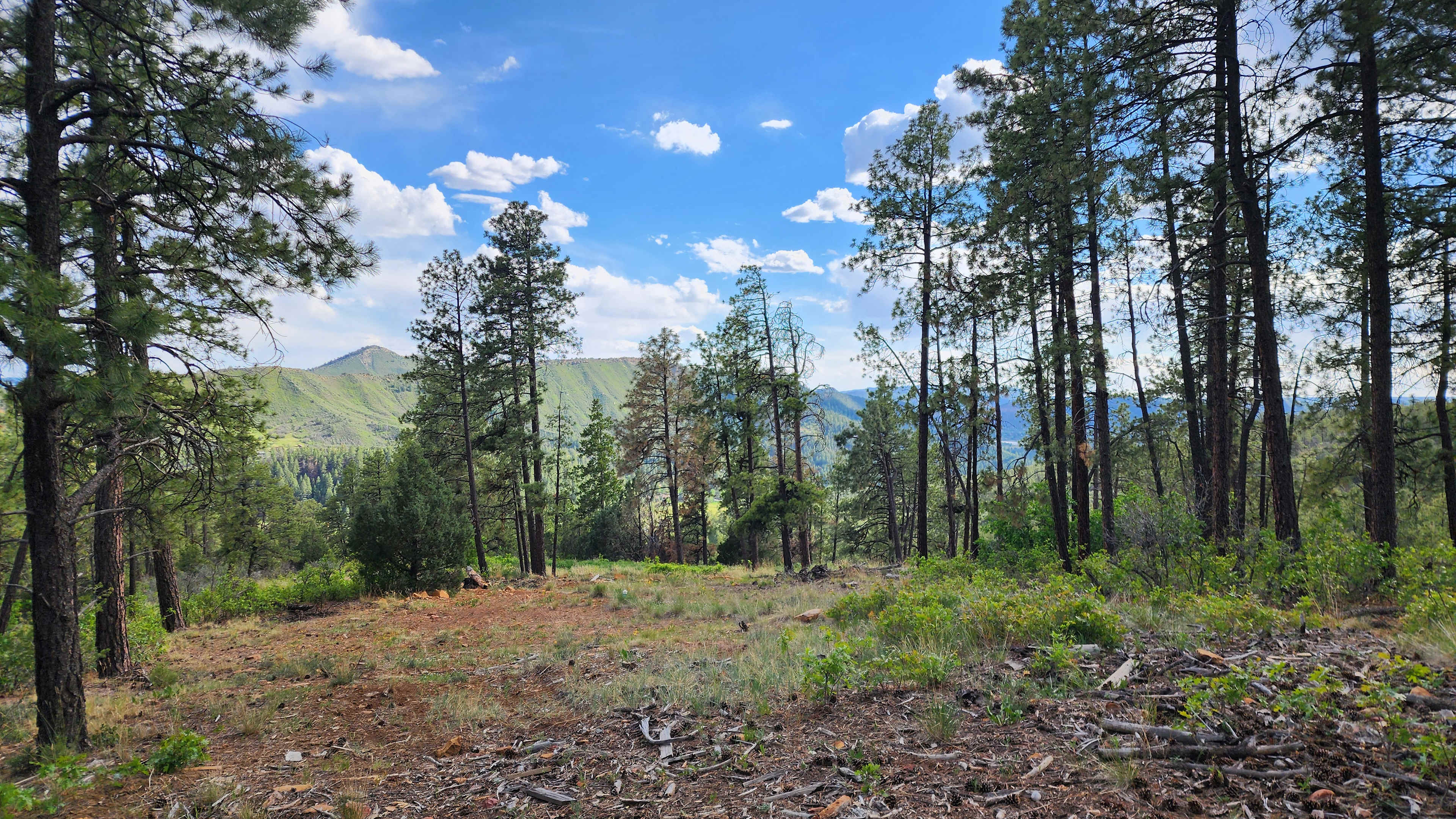 Bear springs