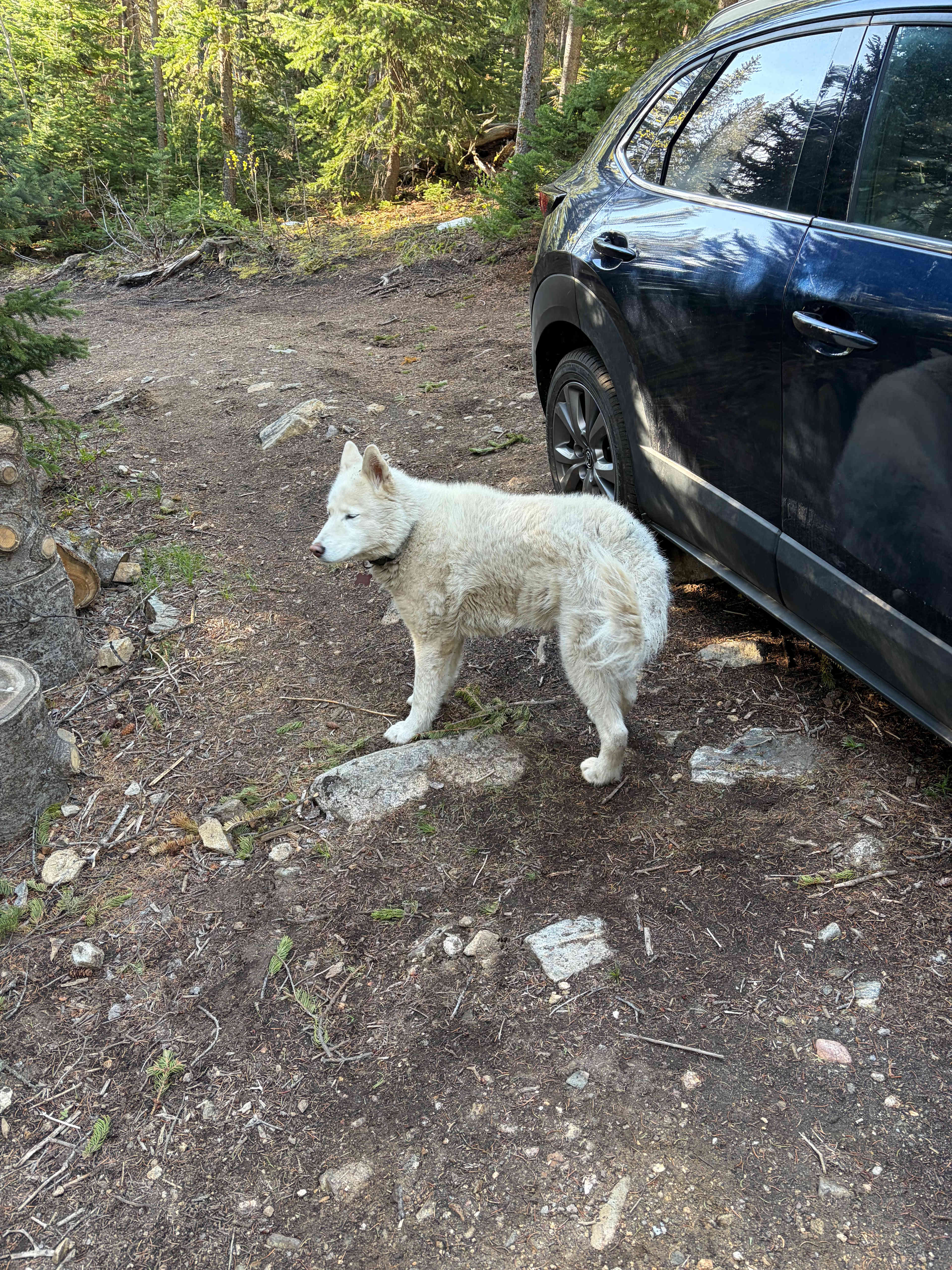 Friendly dog!