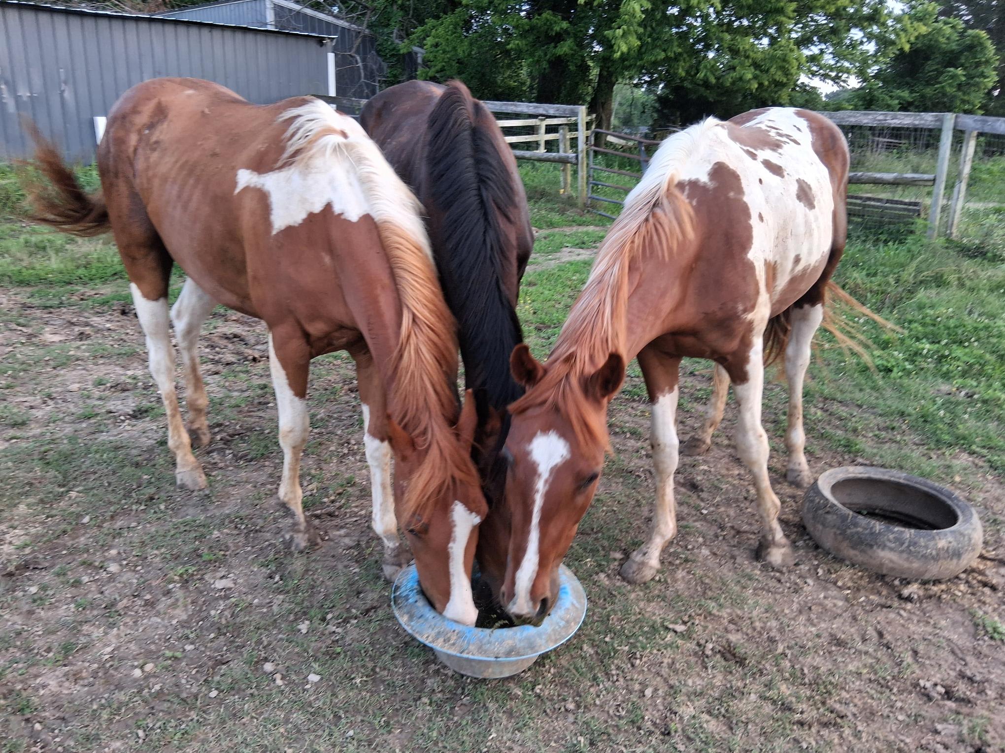 Second Chance Thoroughbreds