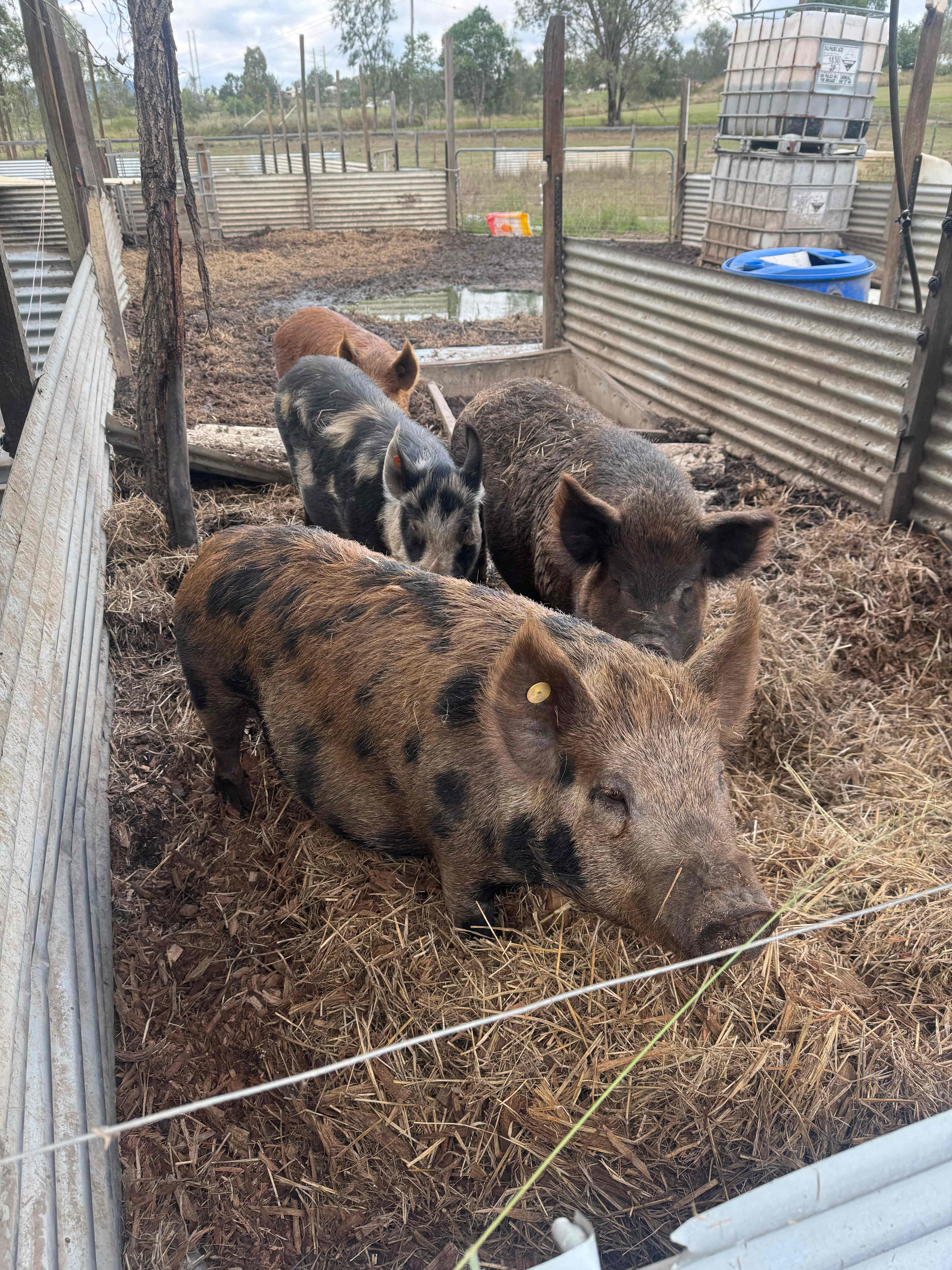 Savvy Creek Farms