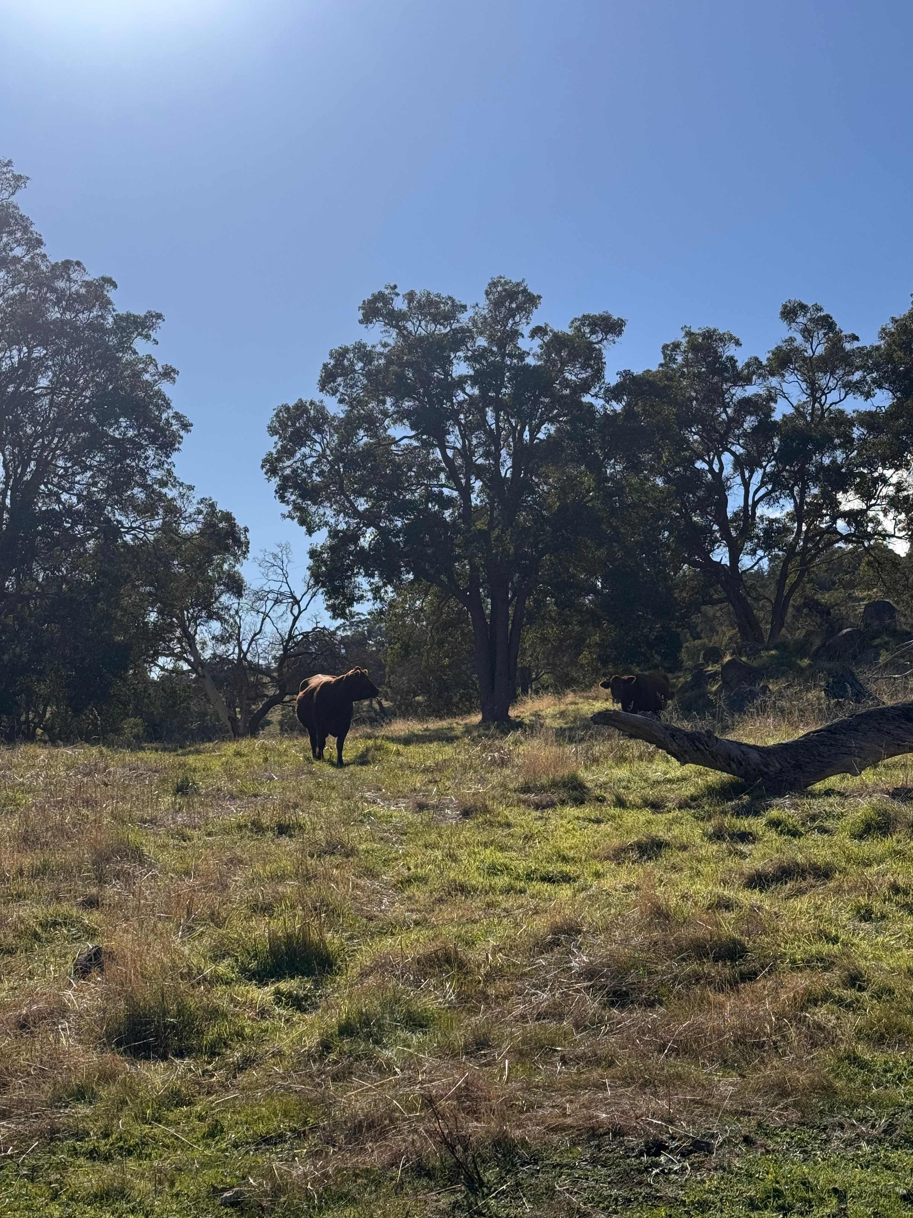Jacaranda Hill Farm